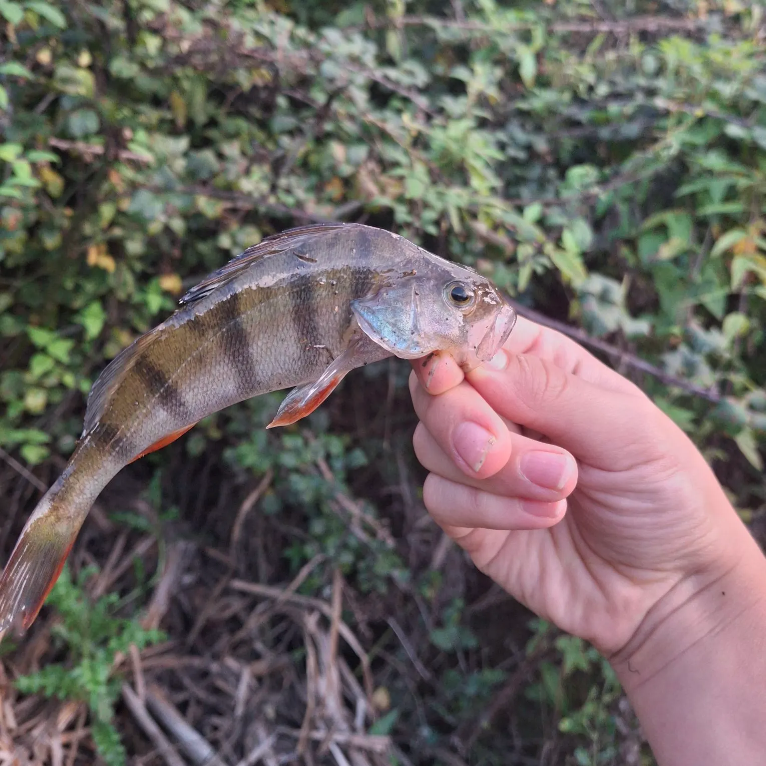 European perch caught on Fishbrain