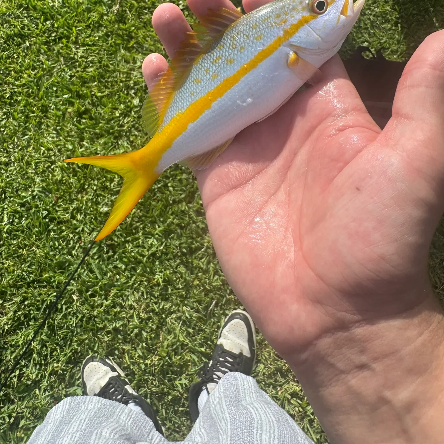 Yellowtail snapper caught on Fishbrain