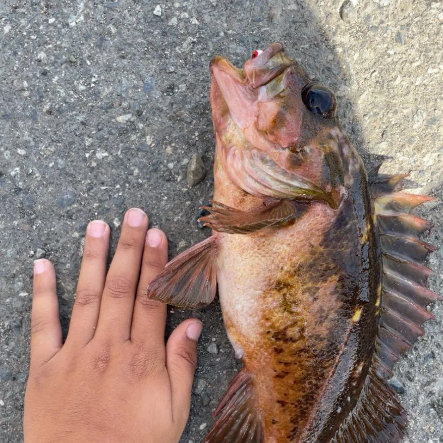 The most recent Copper rockfish catches on Fishbrain