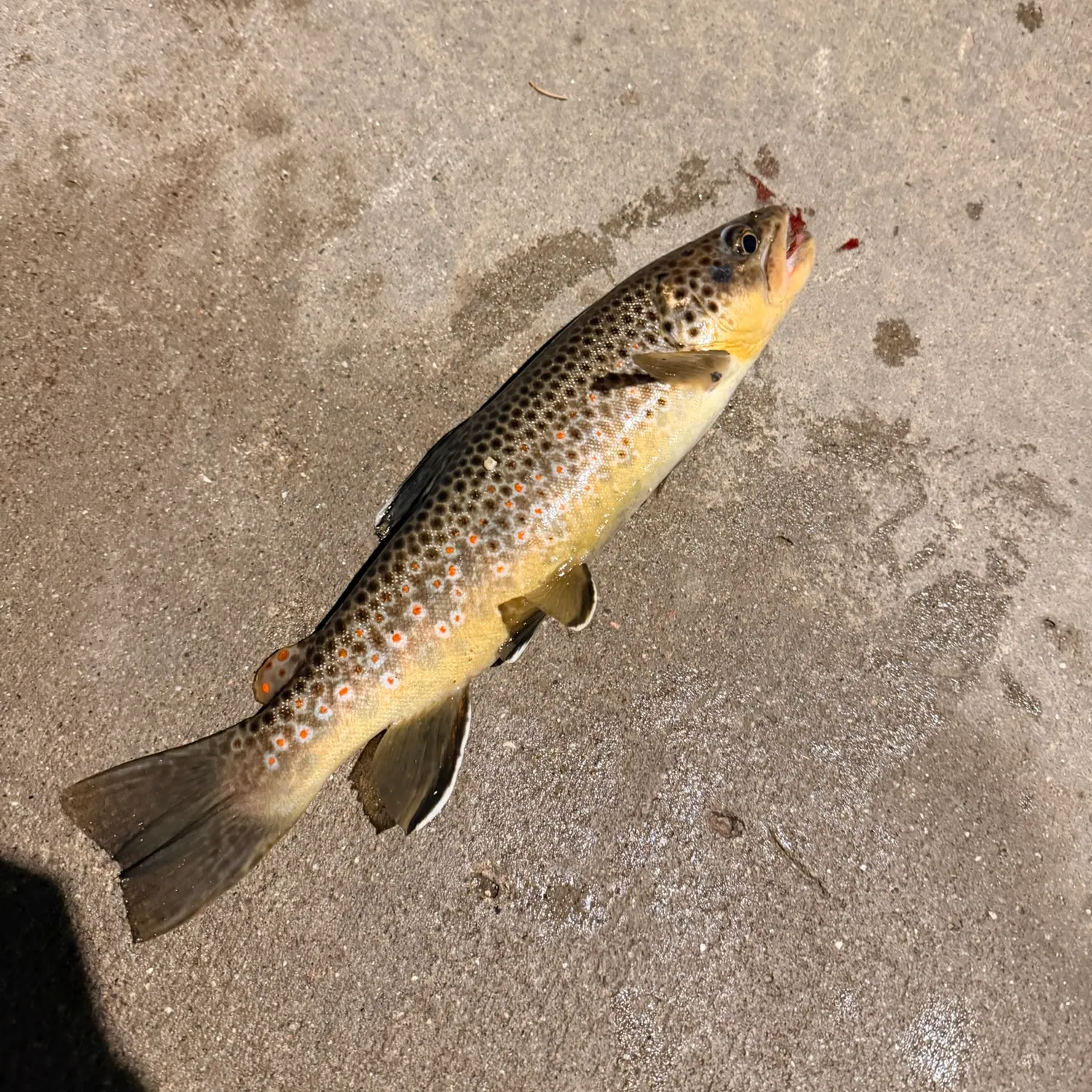 Brown trout caught on Fishbrain