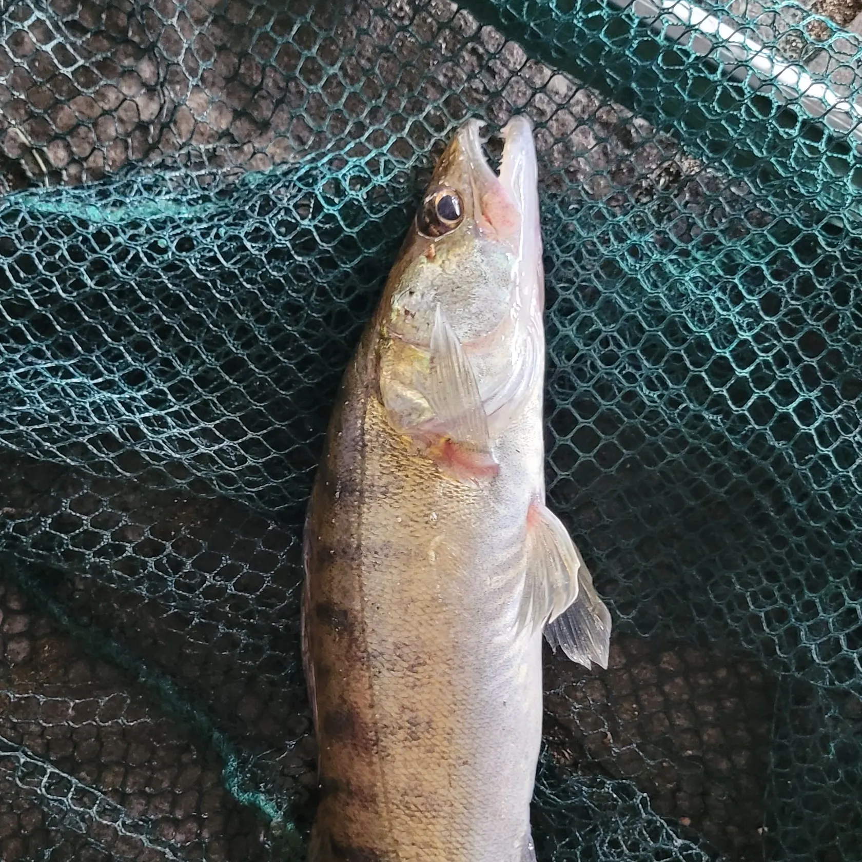 The most recent Zander catches on Fishbrain