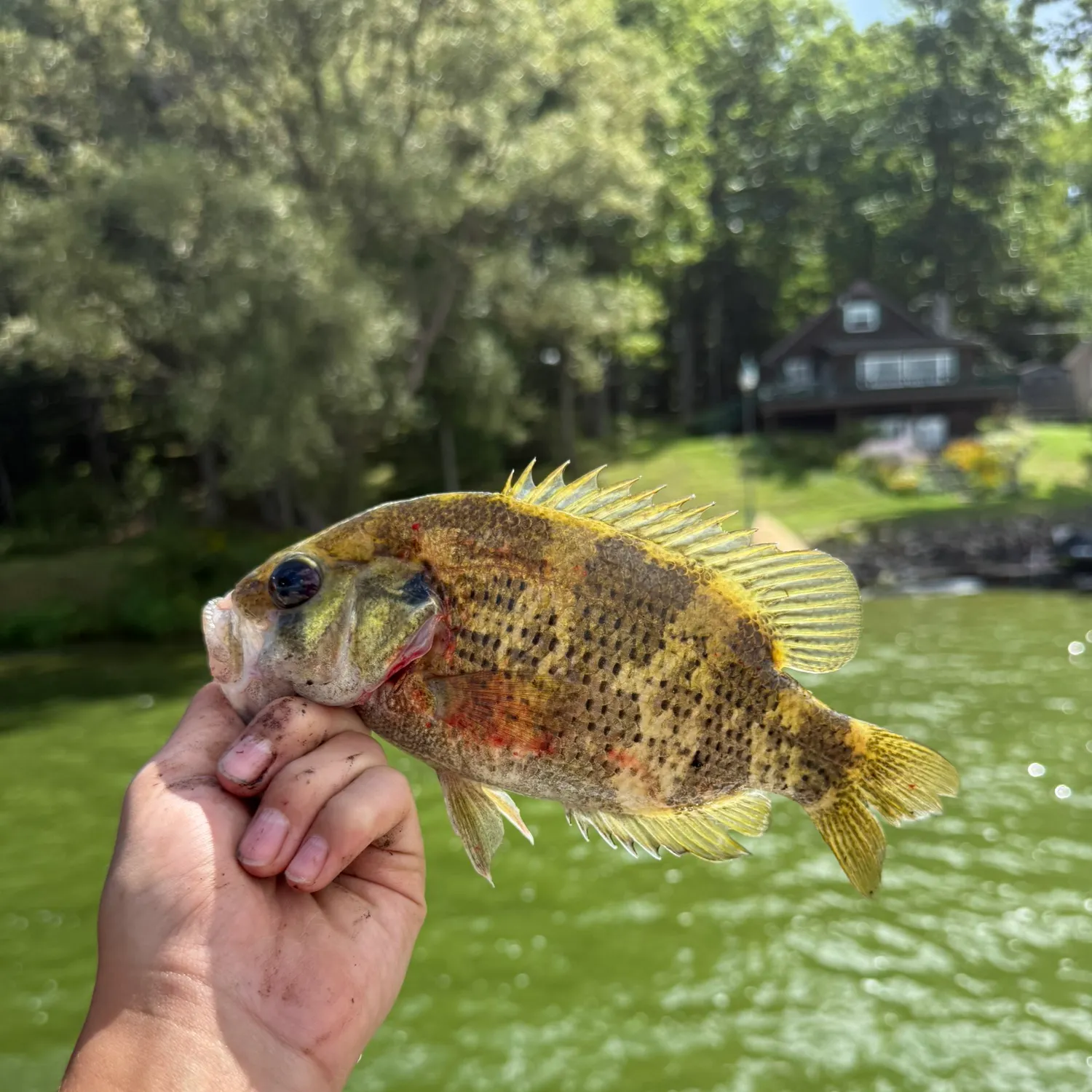 Rock bass caught on Fishbrain