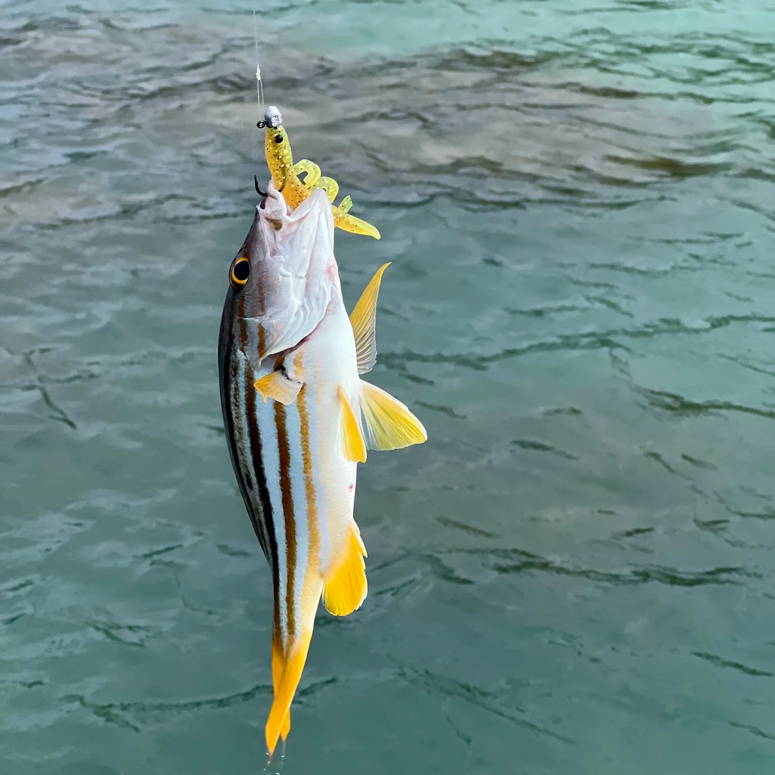 The most recent Spanish flag snapper catches on Fishbrain