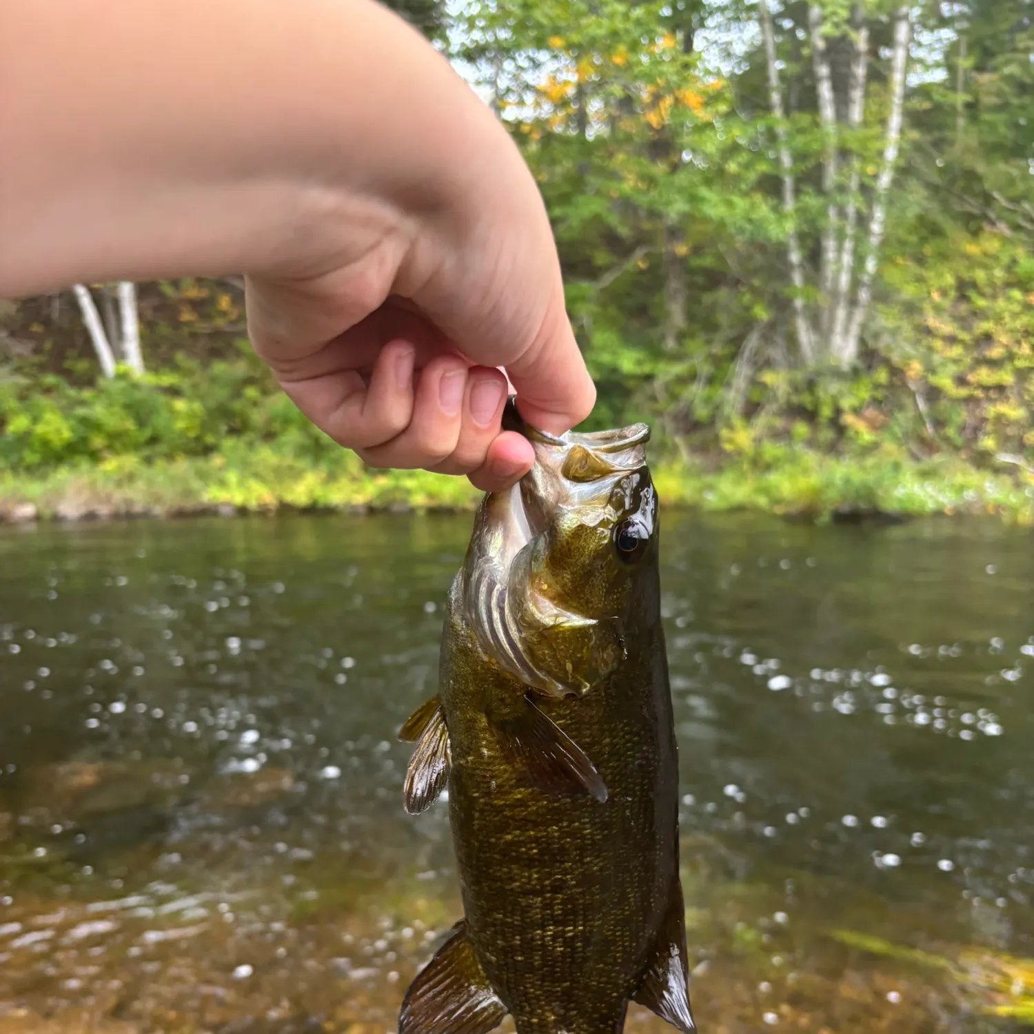Smallmouth bass caught on Fishbrain