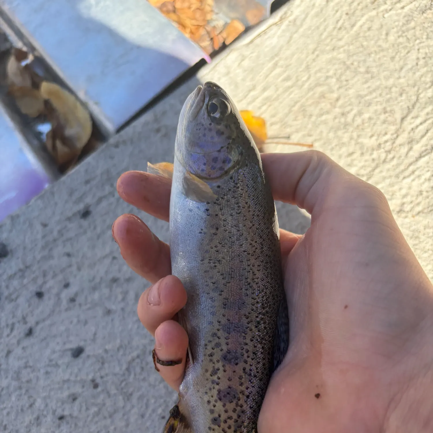 Rainbow trout caught on Fishbrain