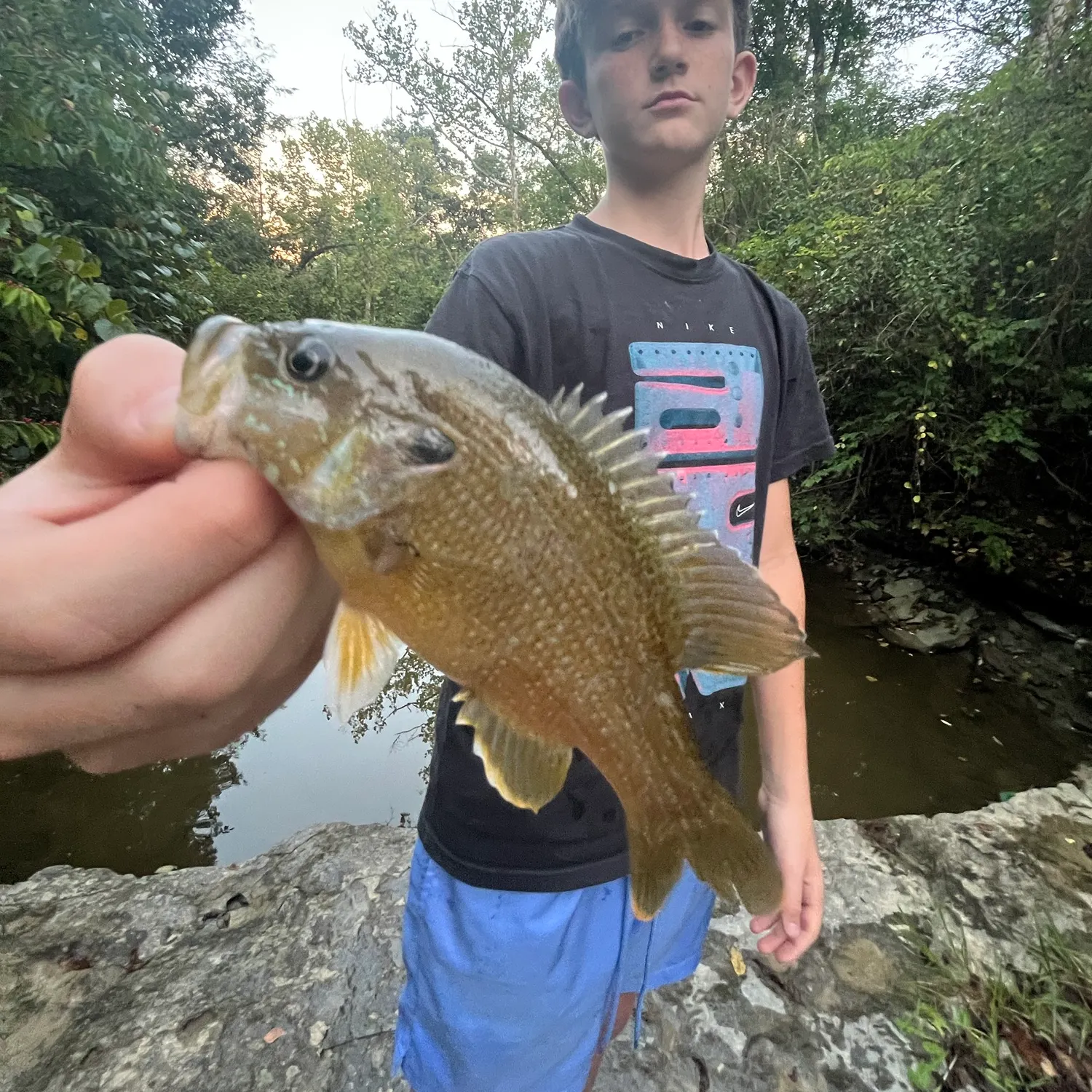 Green sunfish caught on Fishbrain