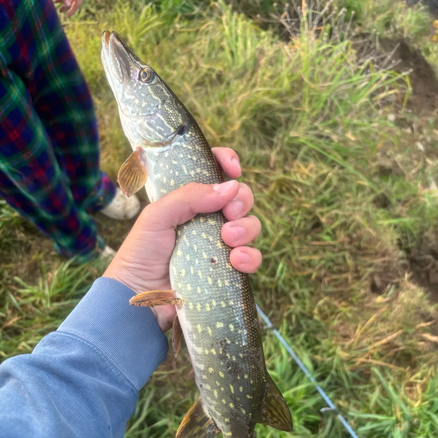 Northern pike caught on Fishbrain