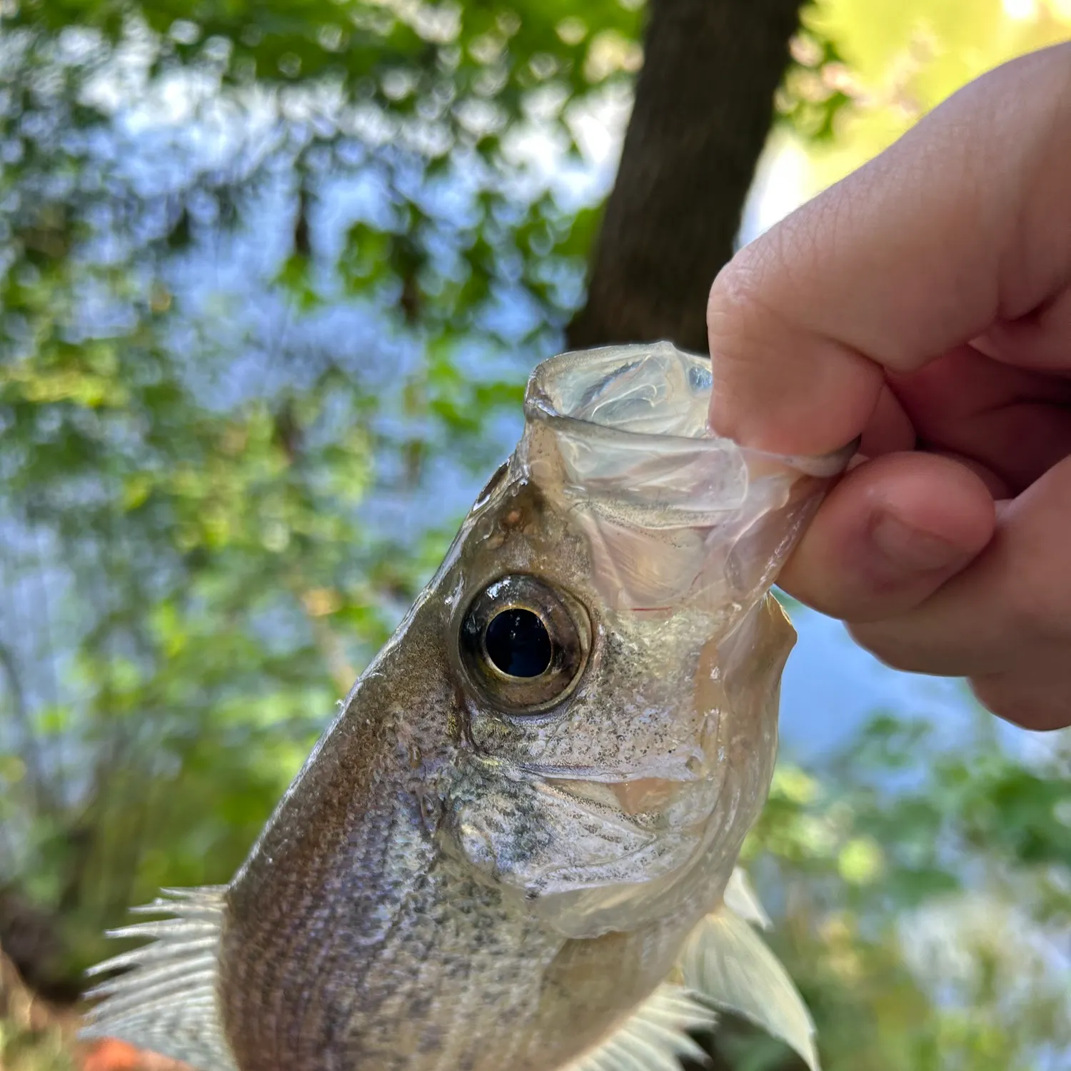 most liked catch image