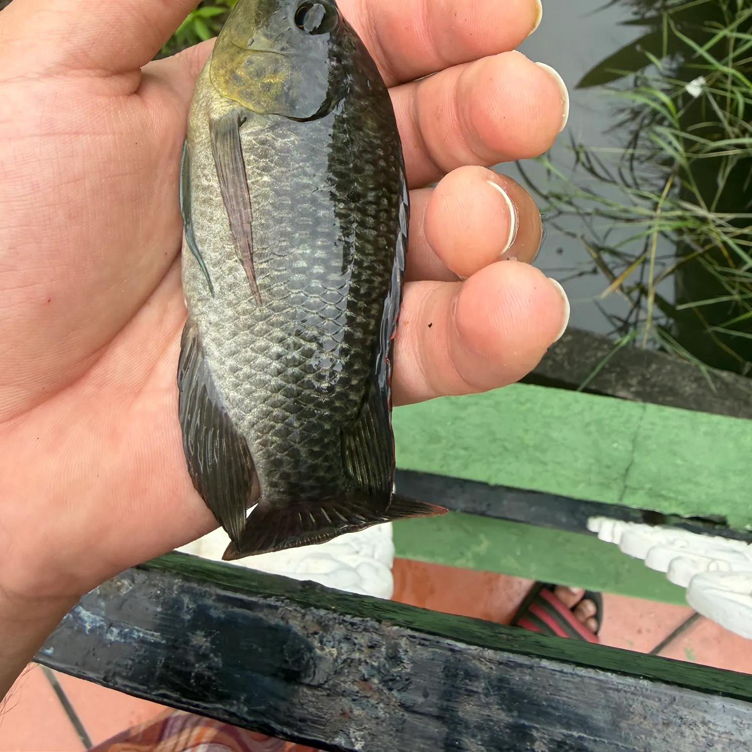 The most recent Blue tilapia catches on Fishbrain