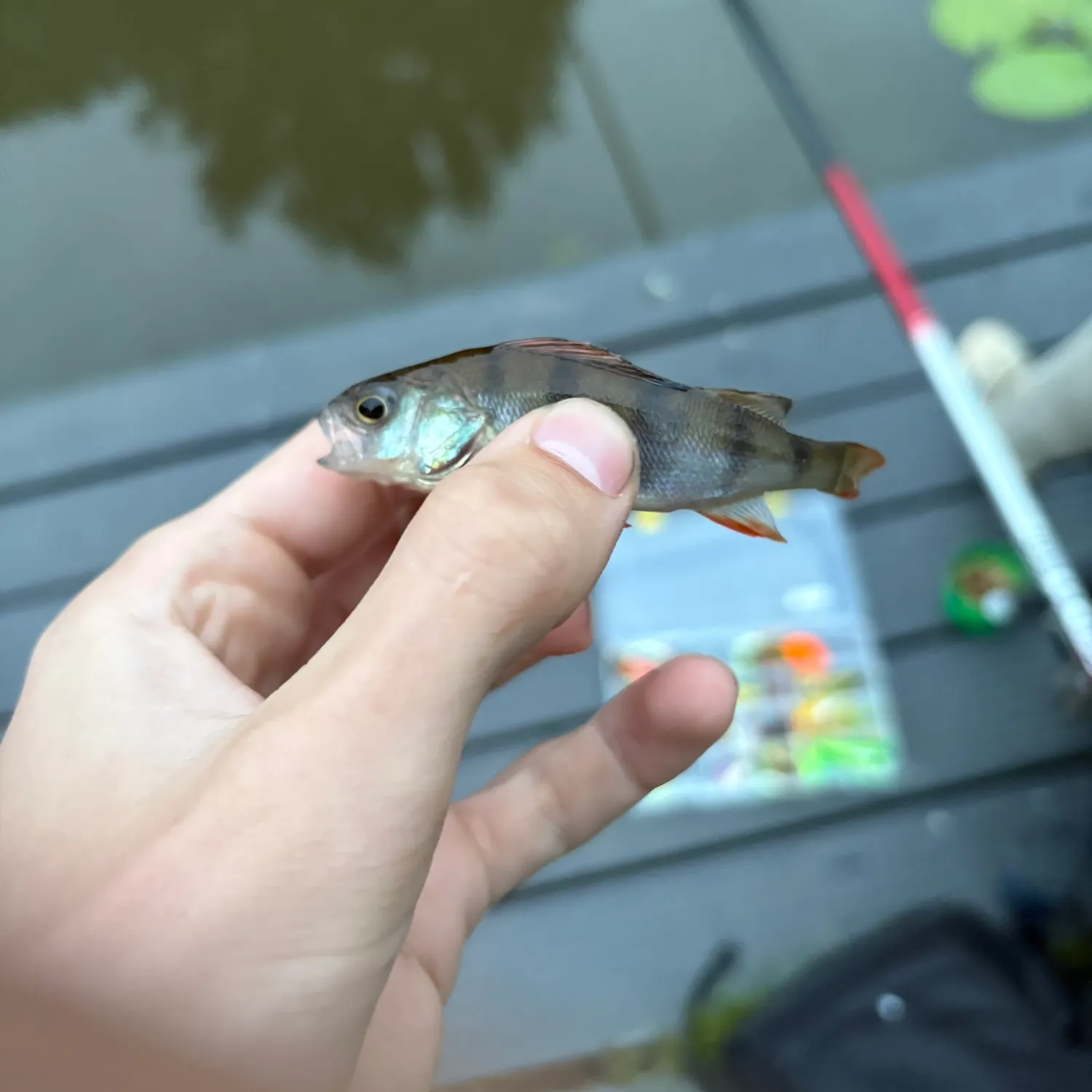 European perch caught on Fishbrain