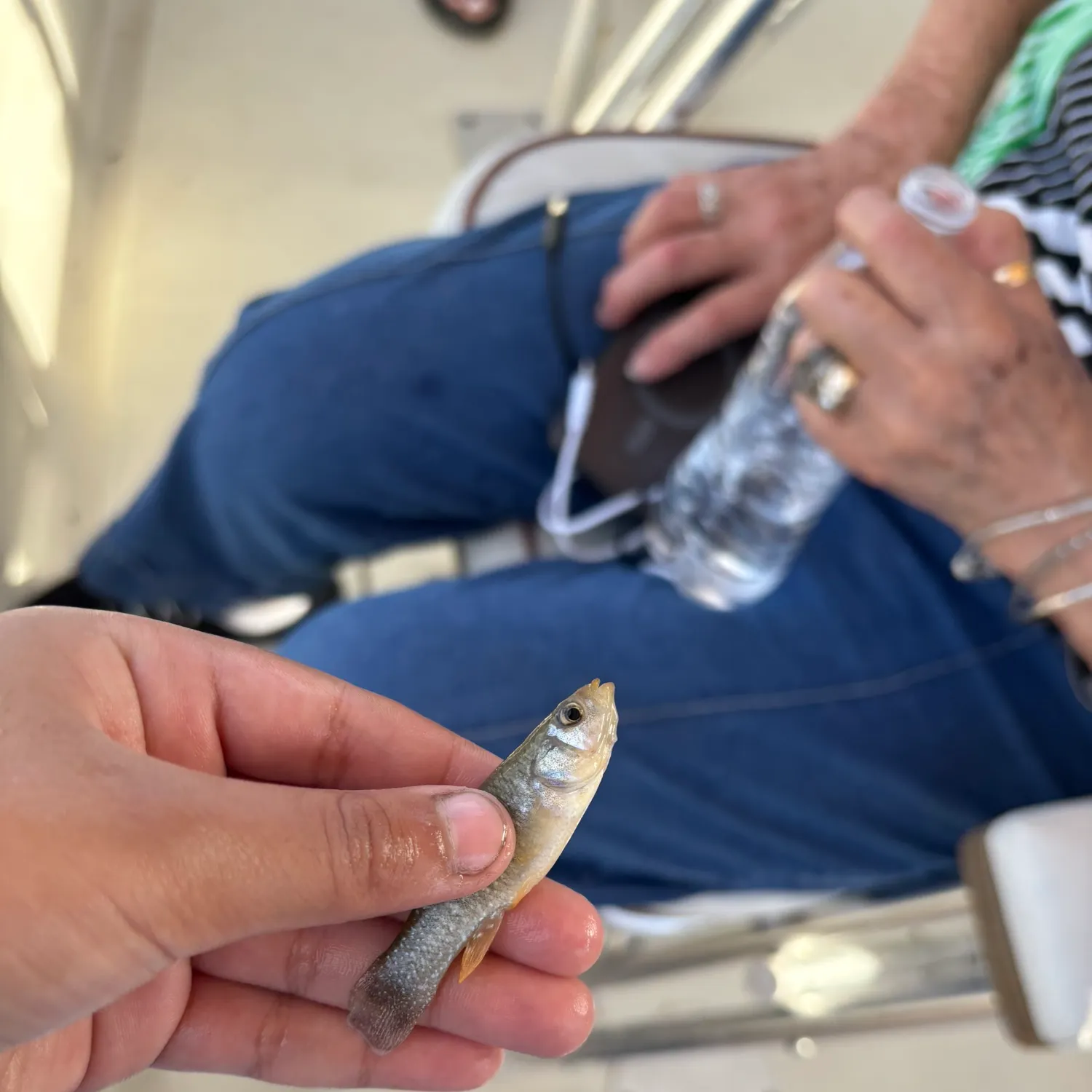 The most recent Central mudminnow catches on Fishbrain