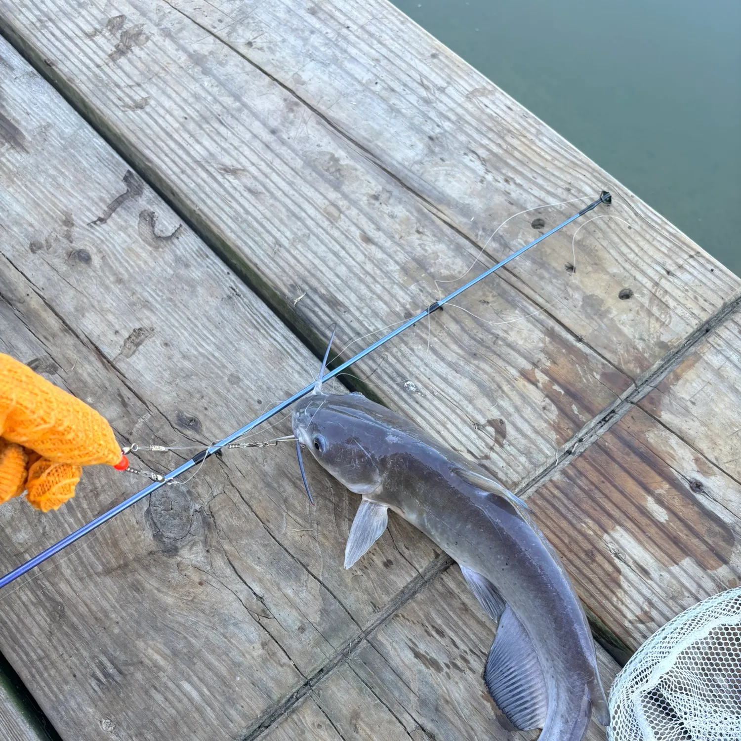 Channel catfish caught on Fishbrain