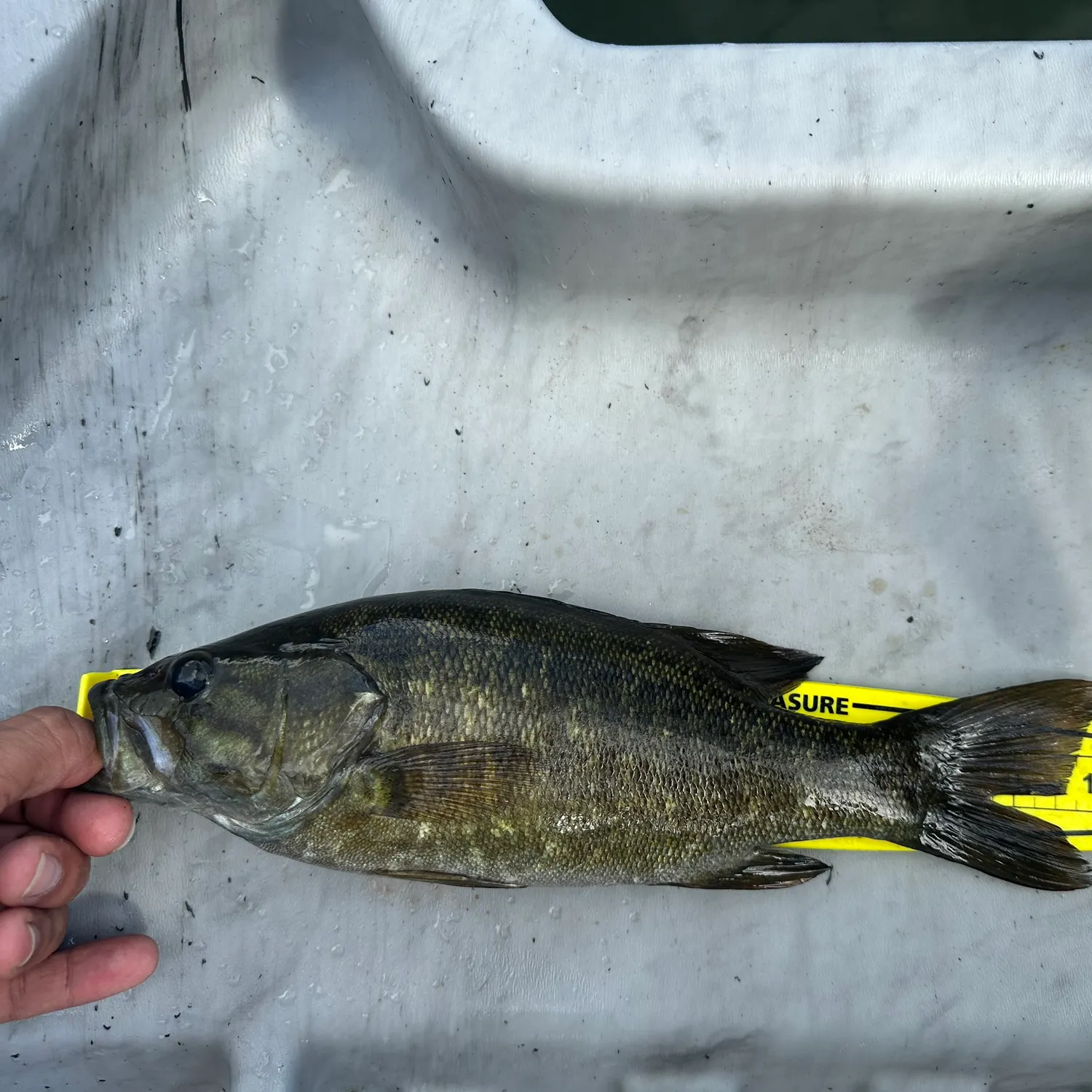 Smallmouth bass caught on Fishbrain
