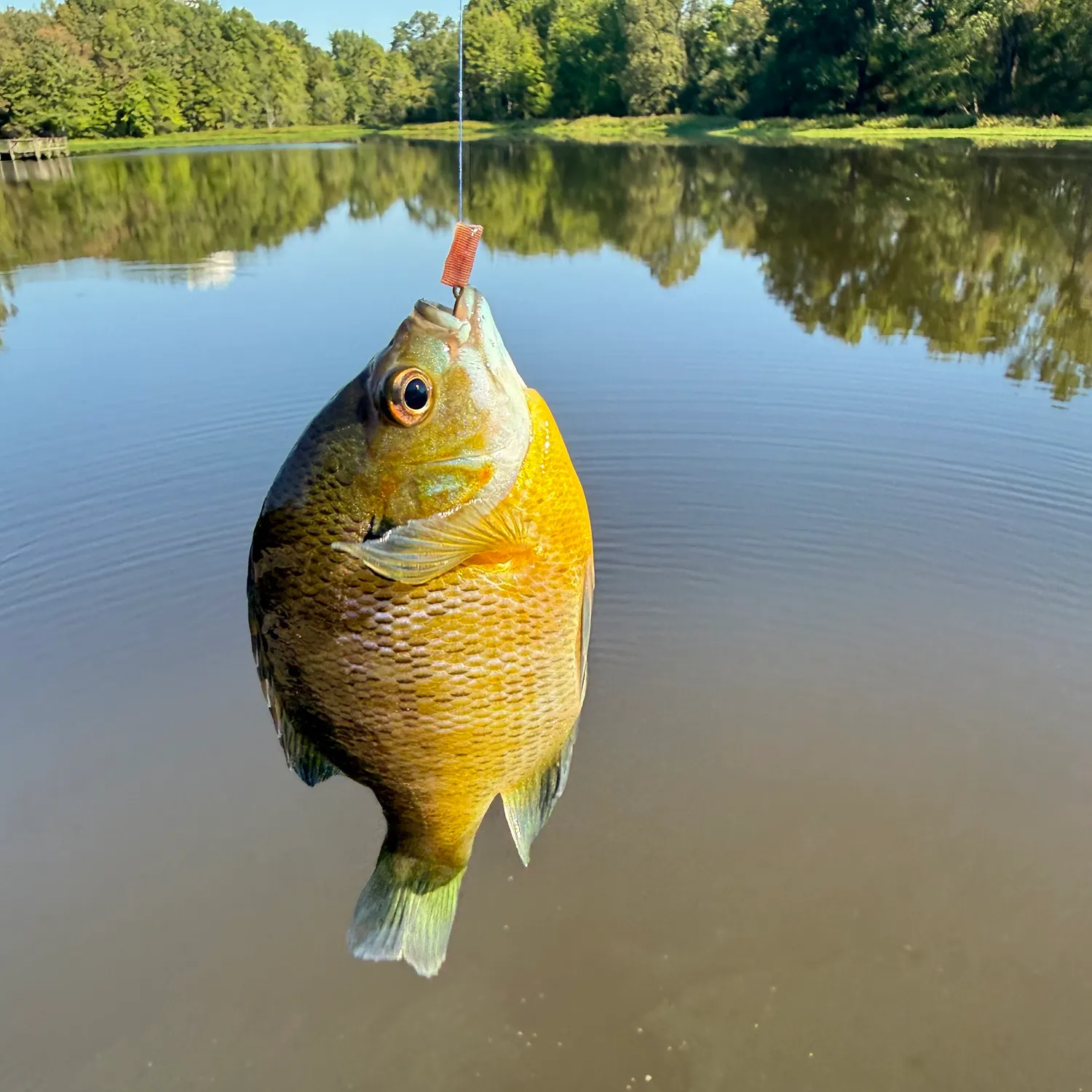 Bluegill caught on Fishbrain