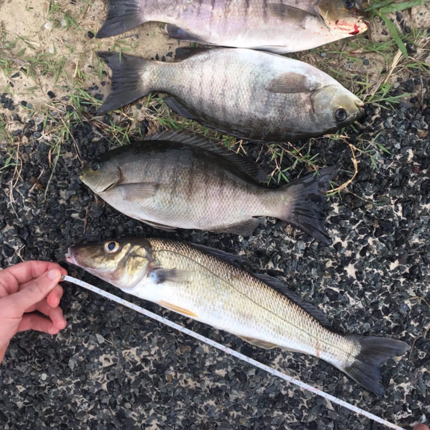 recently logged catches