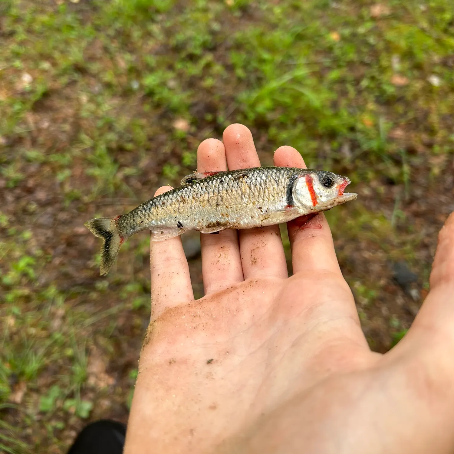 The most recent Warpaint shiner catches on Fishbrain