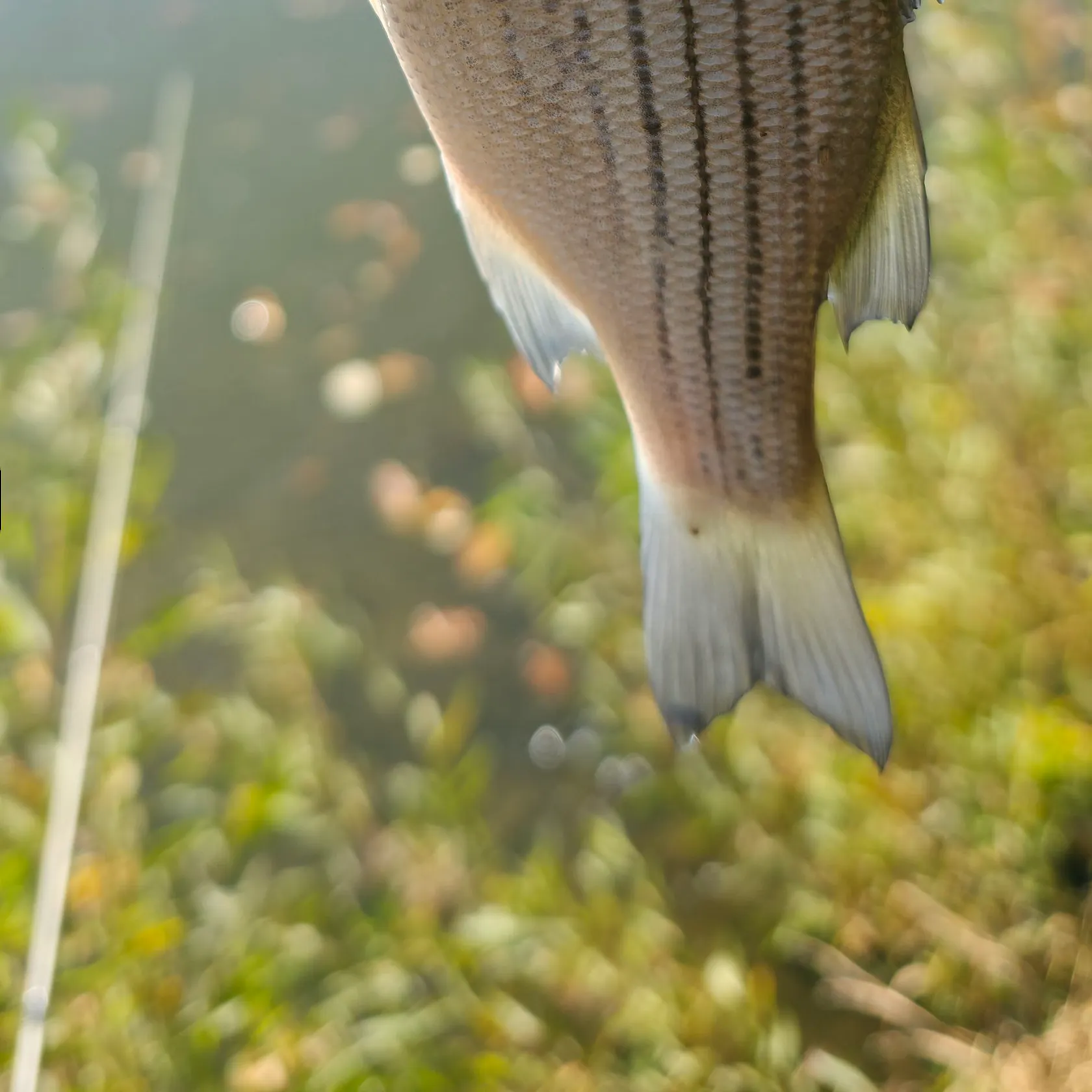 Wiper caught on Fishbrain