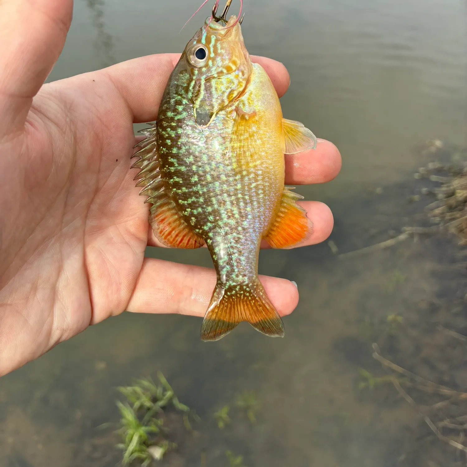The most recent Swampland longear sunfish catches on Fishbrain