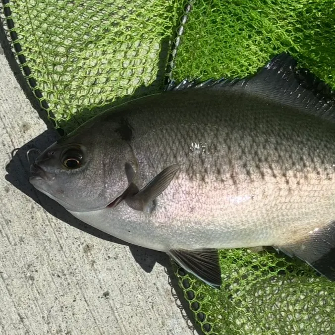 The most recent Halfmoon catches on Fishbrain
