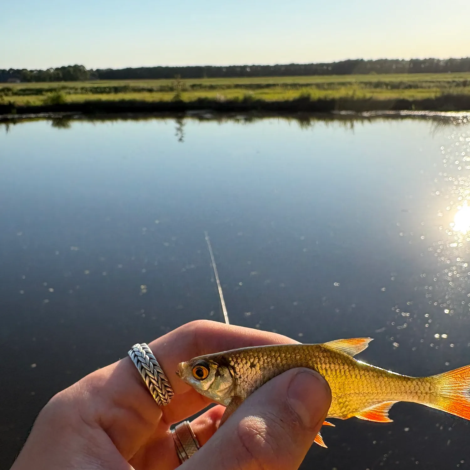 Common rudd caught on Fishbrain