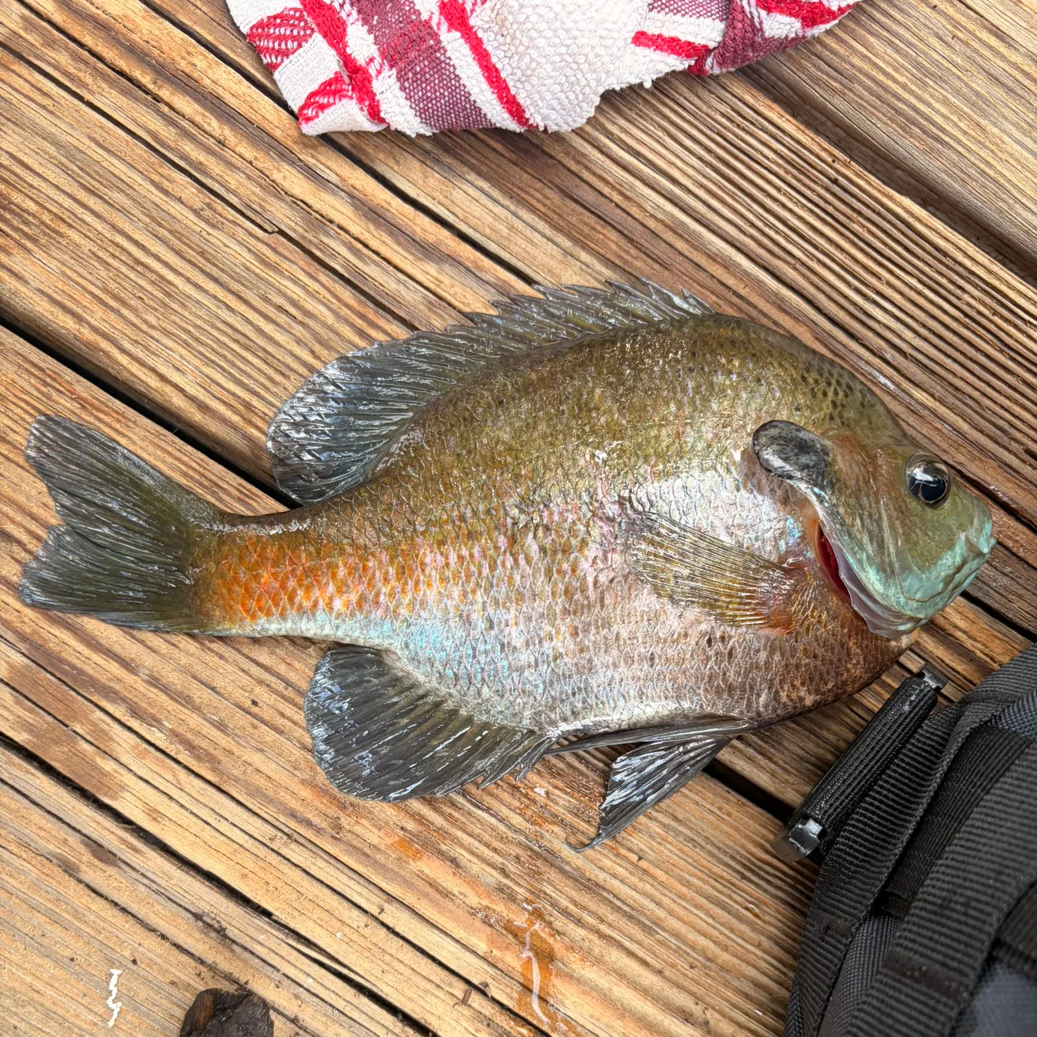 recently logged catches