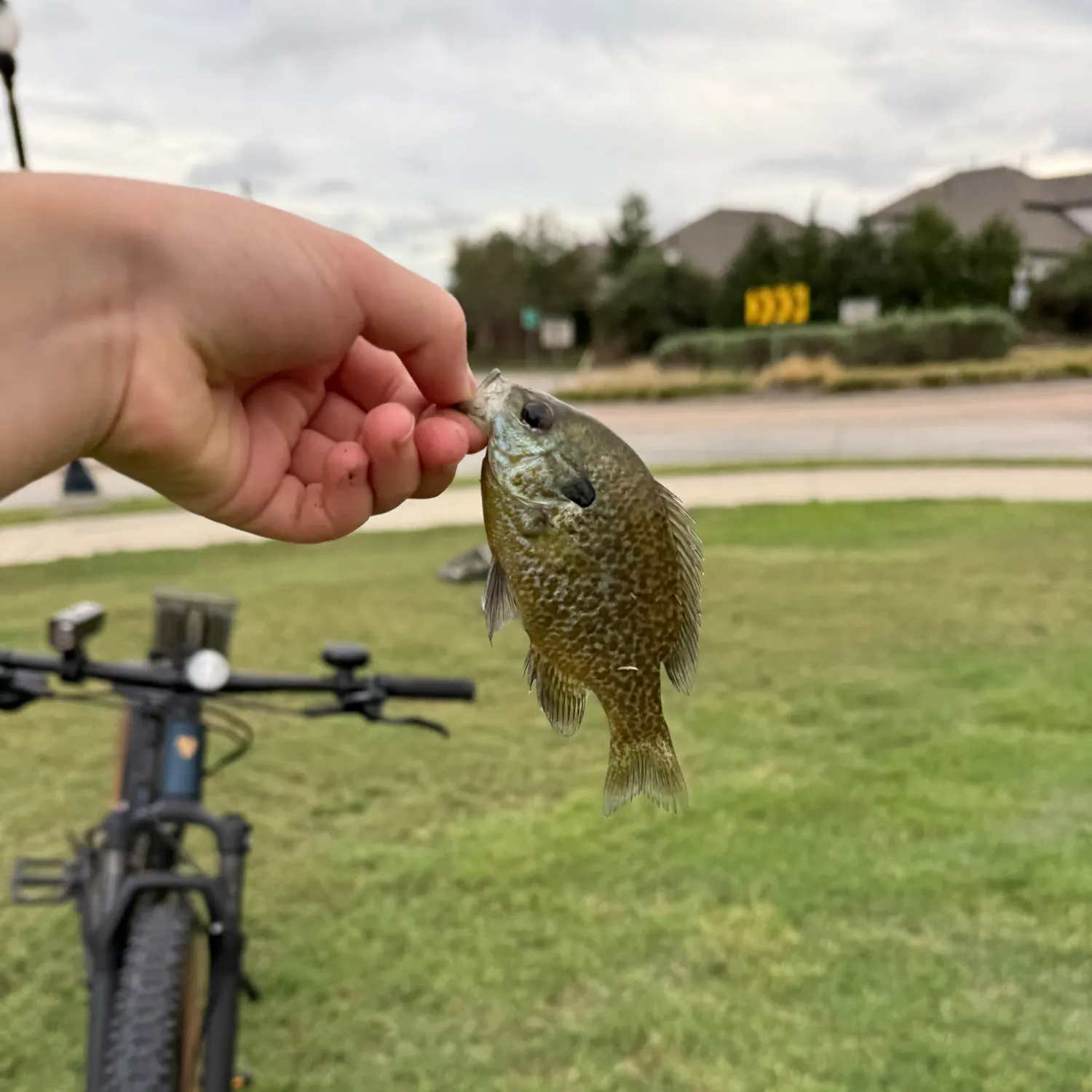 Greengill hybrid caught on Fishbrain
