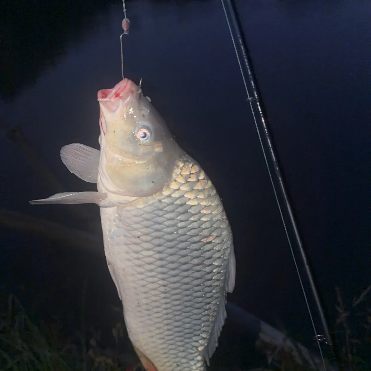 Common carp caught on Fishbrain