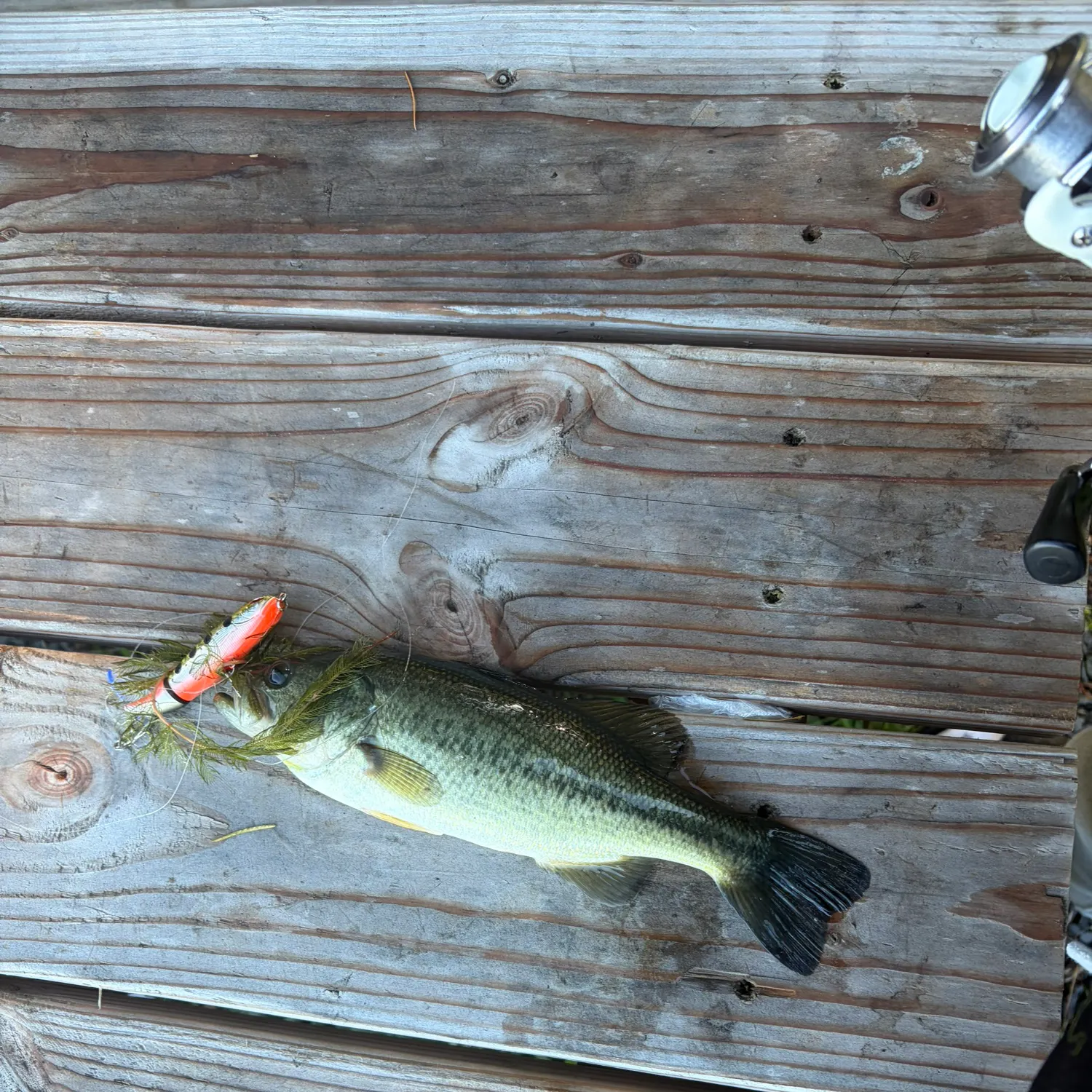 Largemouth bass caught on Fishbrain