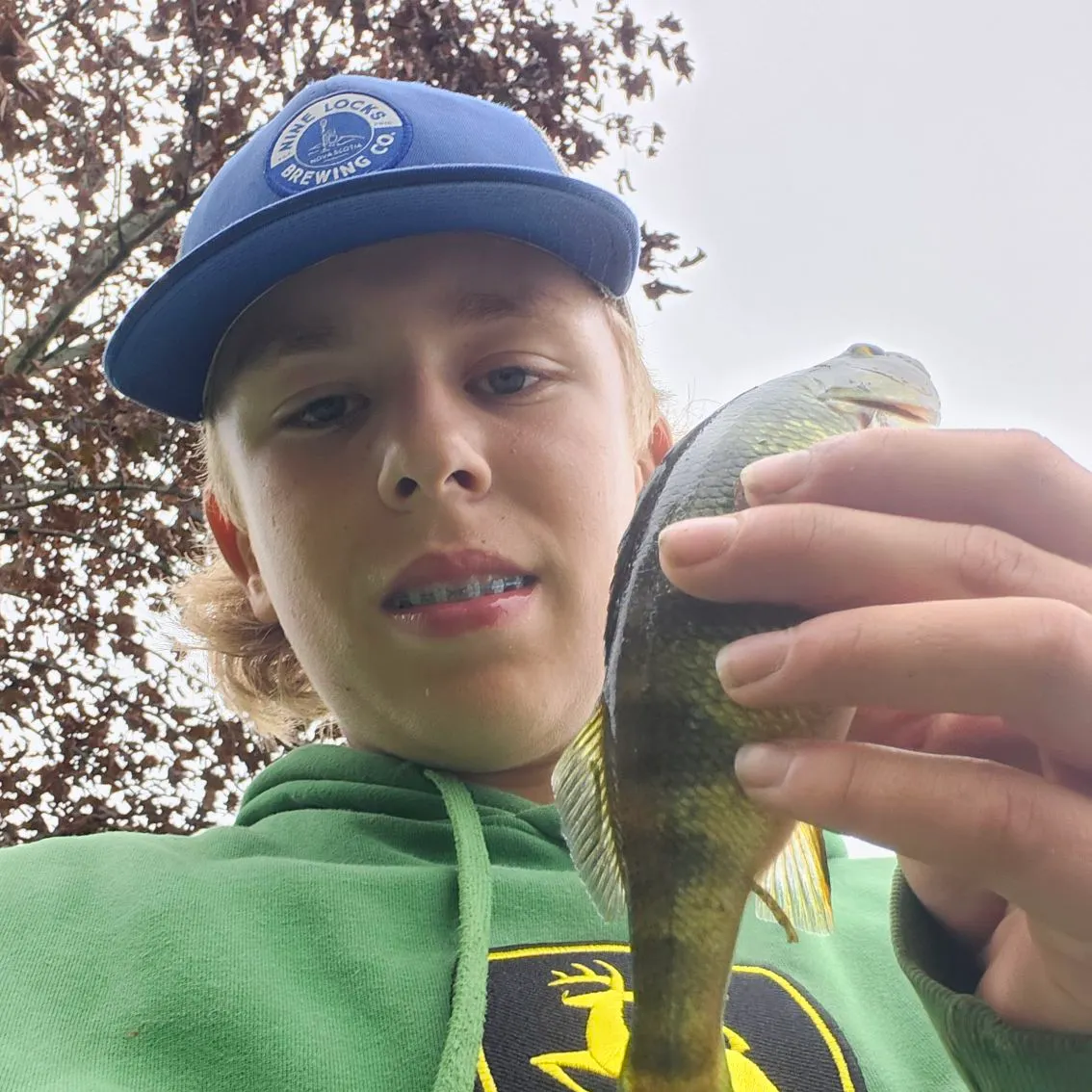 Yellow perch caught on Fishbrain