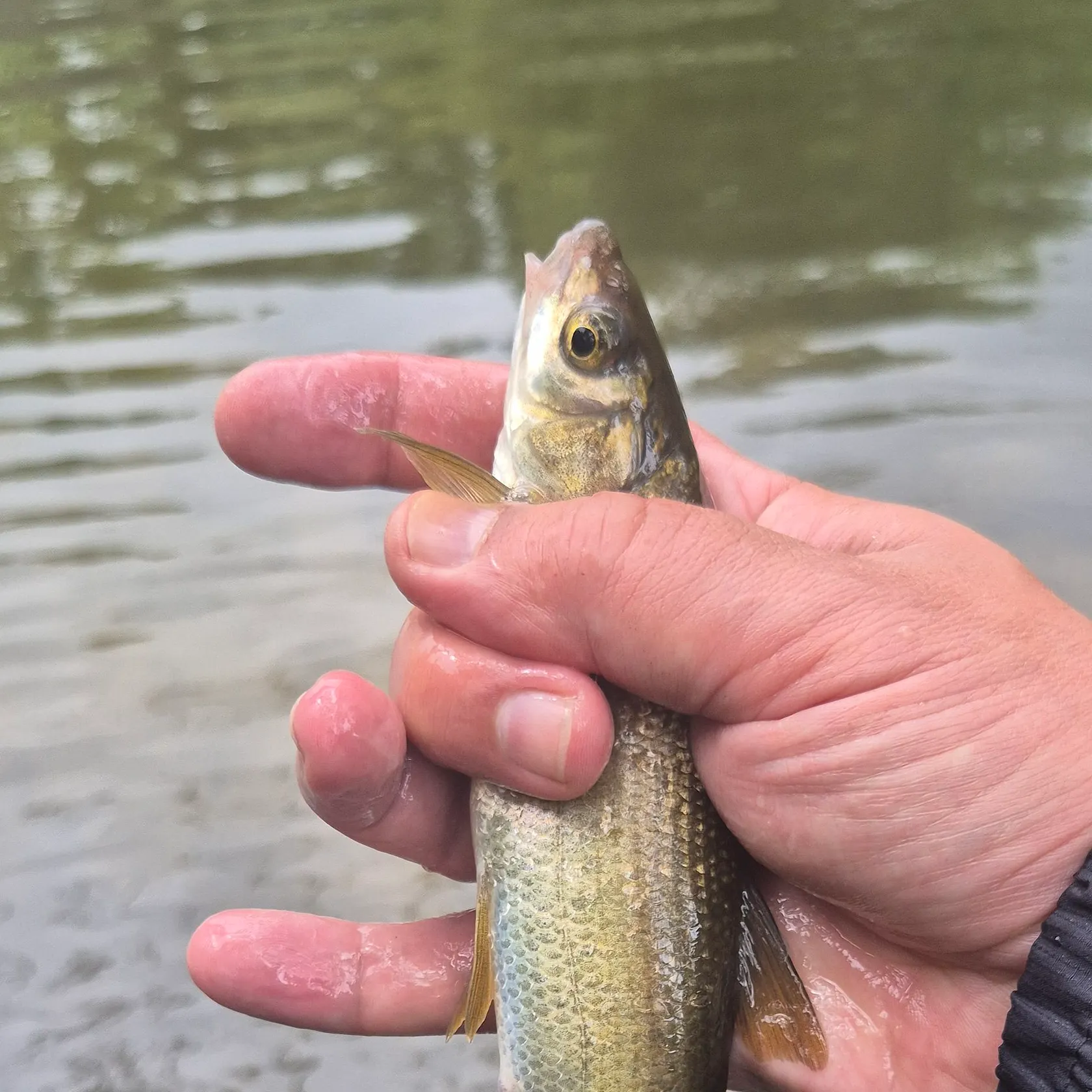 The most recent Iberian nase catches on Fishbrain