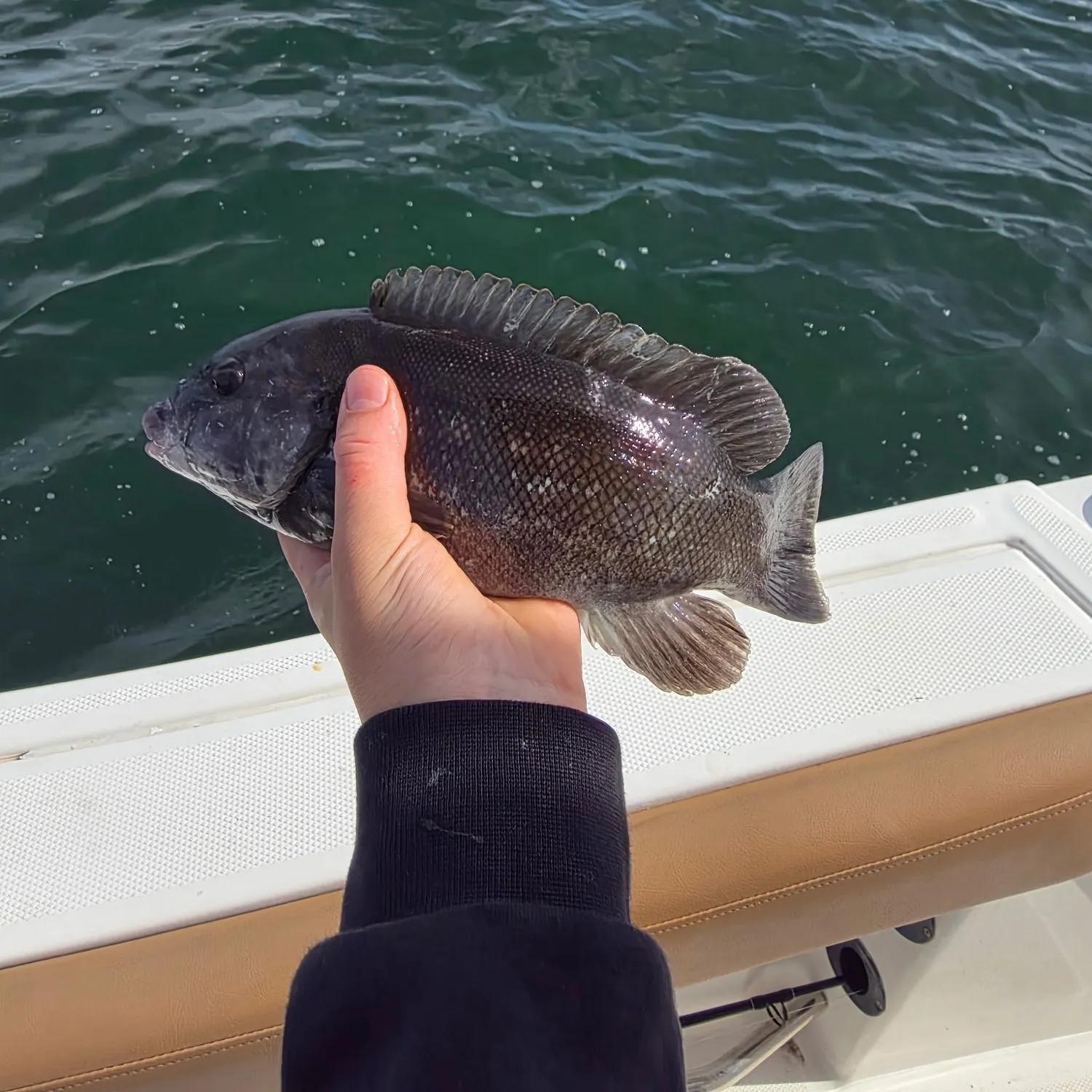 Tautog caught on Fishbrain