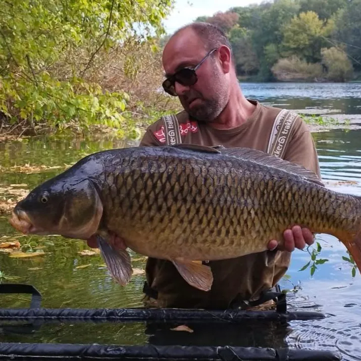 Common carp caught on Fishbrain