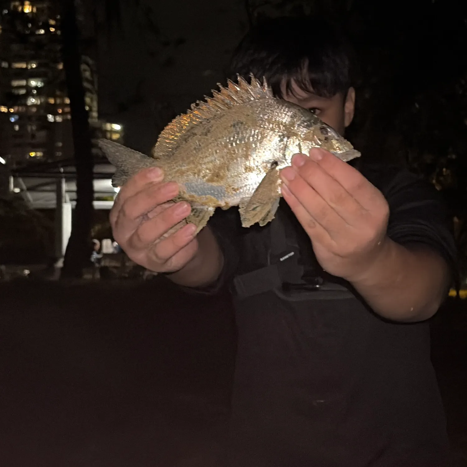 The most recent Surf bream catches on Fishbrain