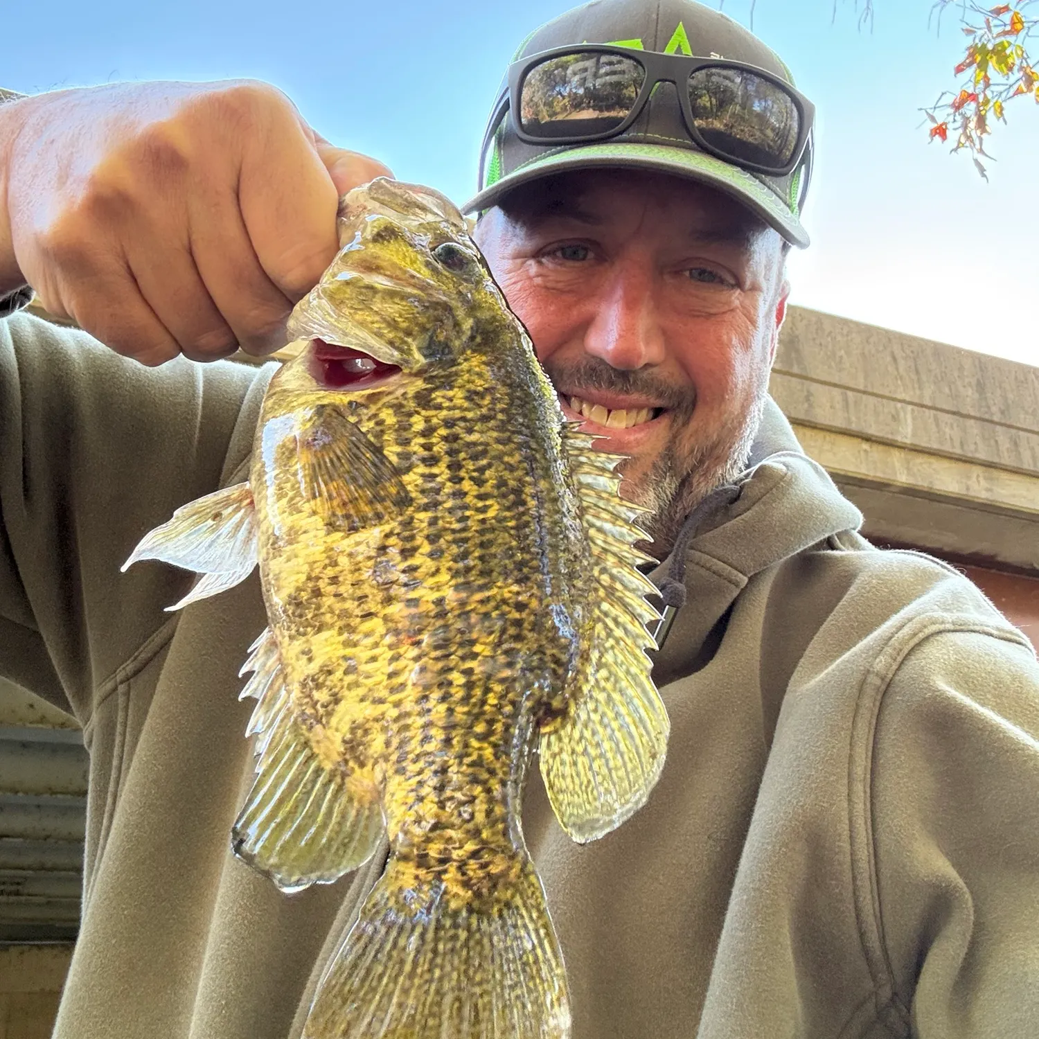 Rock bass caught on Fishbrain