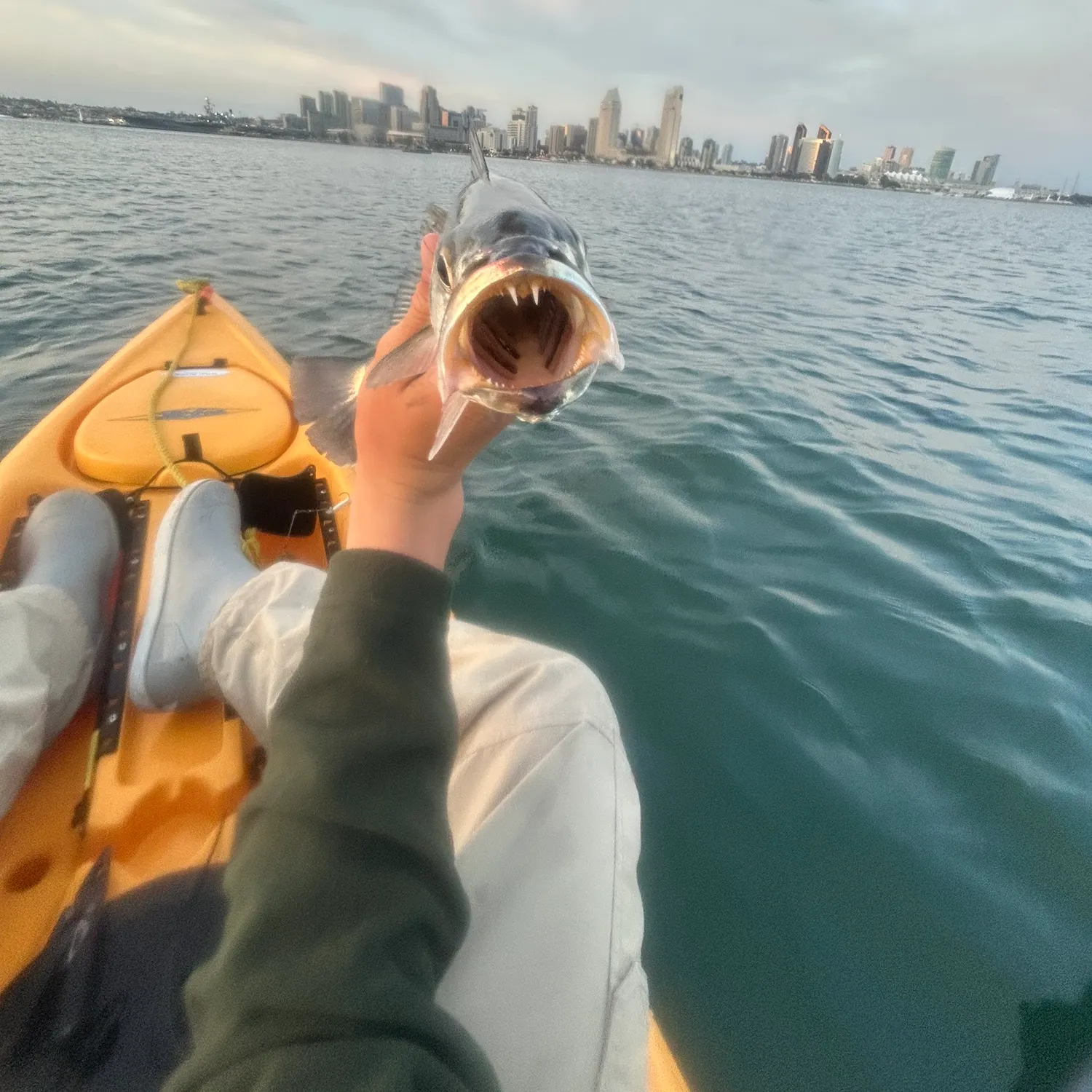 The most recent Stolzmann's weakfish catches on Fishbrain