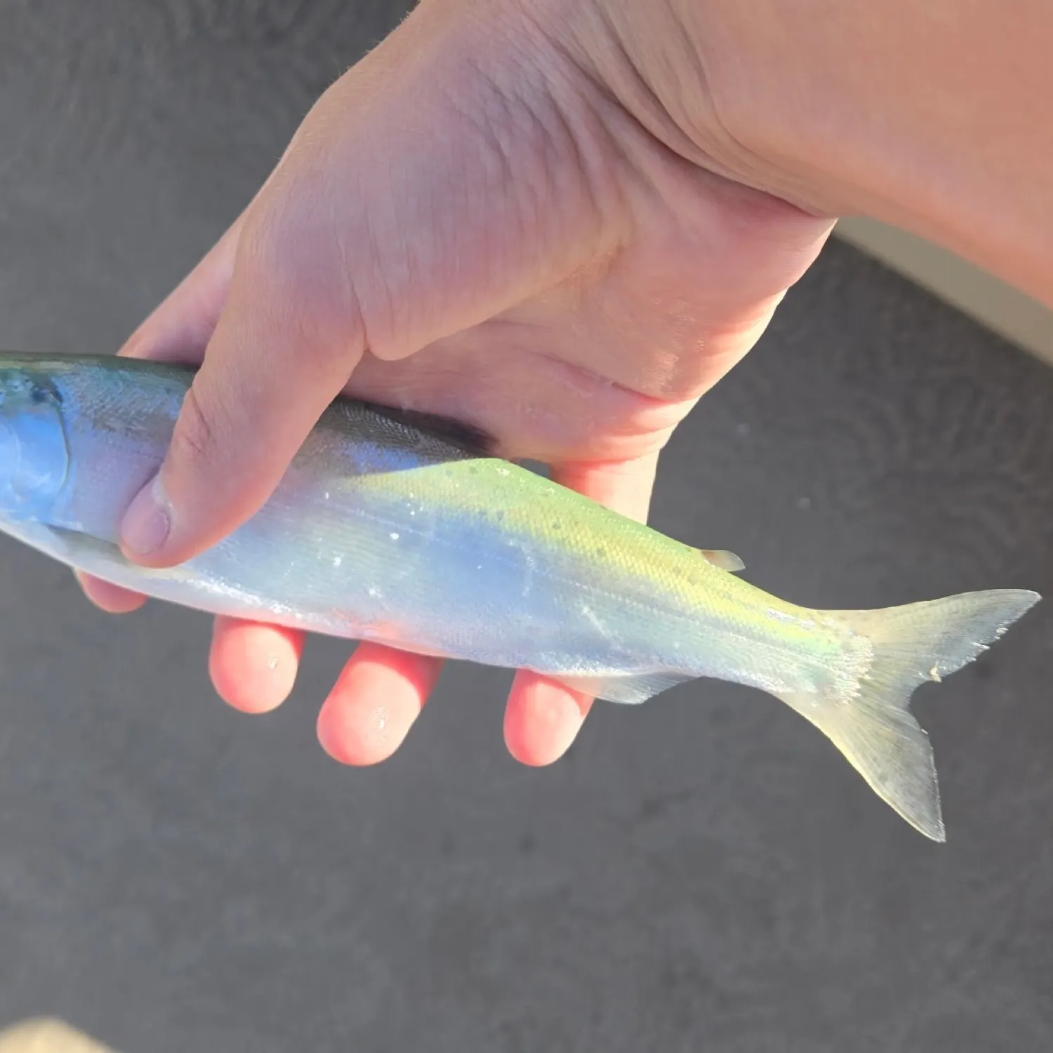The most recent Kokanee salmon catches on Fishbrain