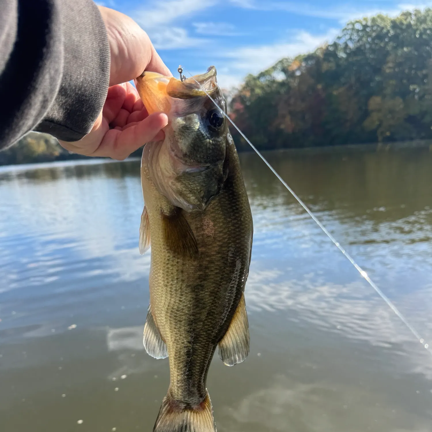 Largemouth bass caught on Fishbrain