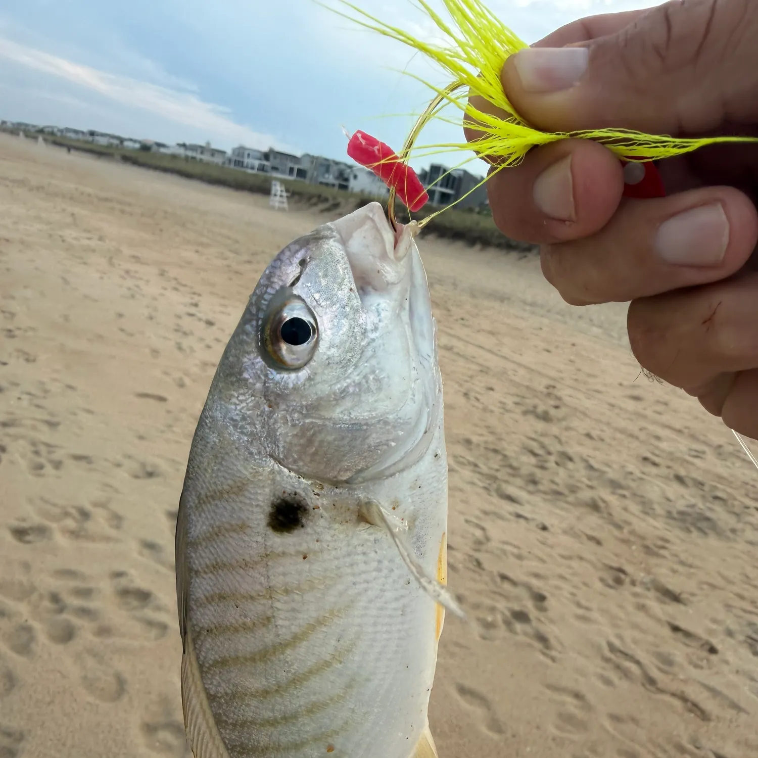 Spot croaker caught on Fishbrain