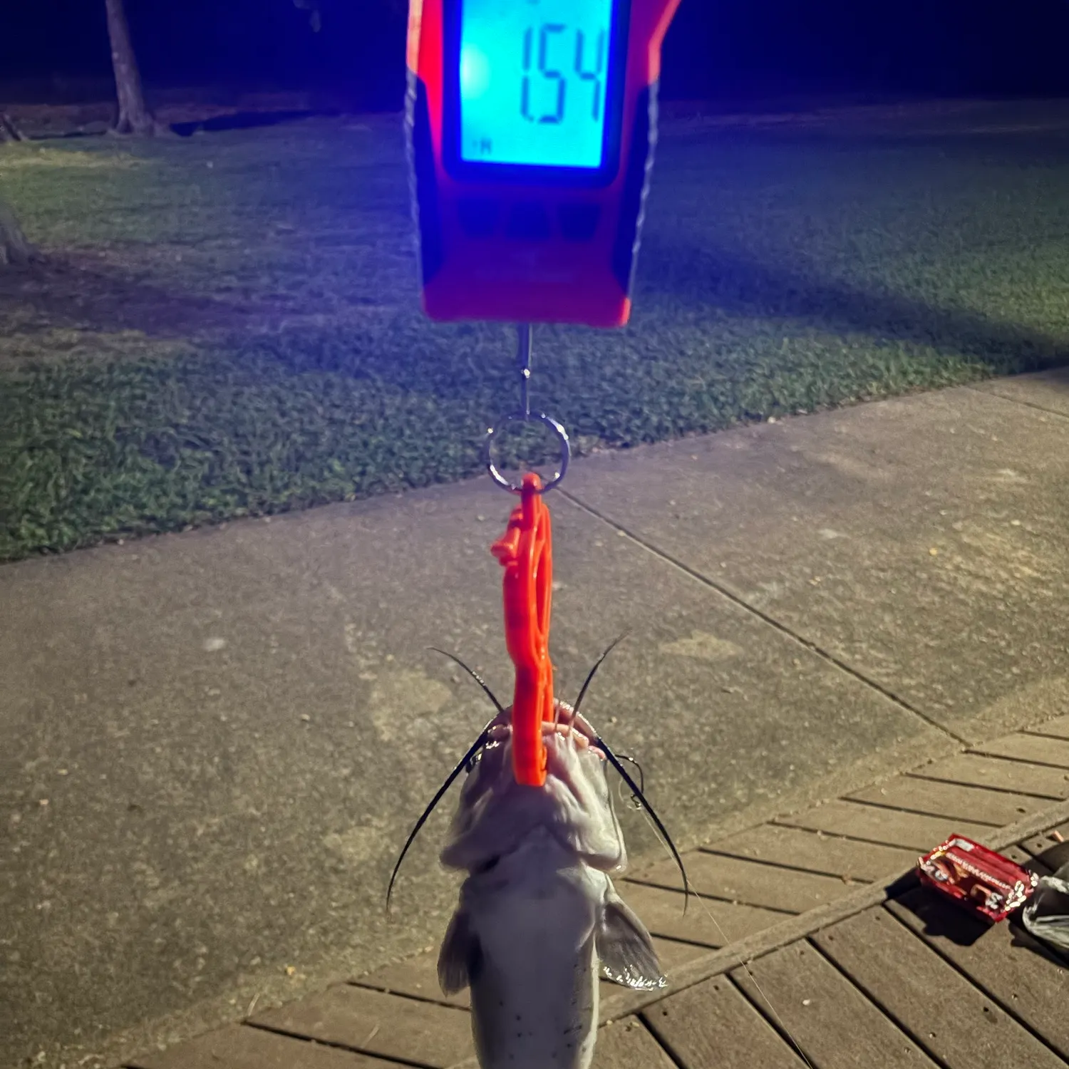 Channel catfish caught on Fishbrain