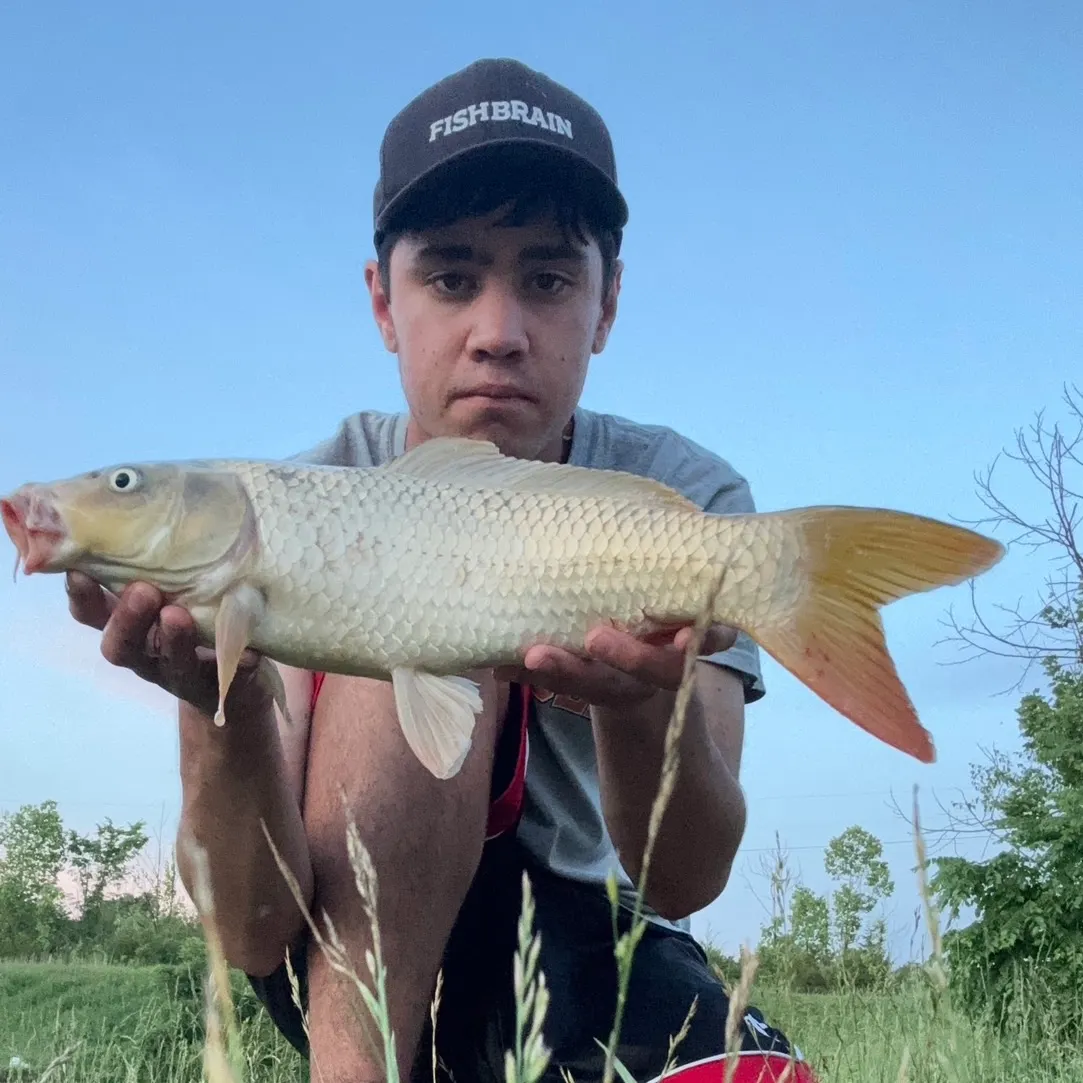 The most recent Ghost carp catches on Fishbrain