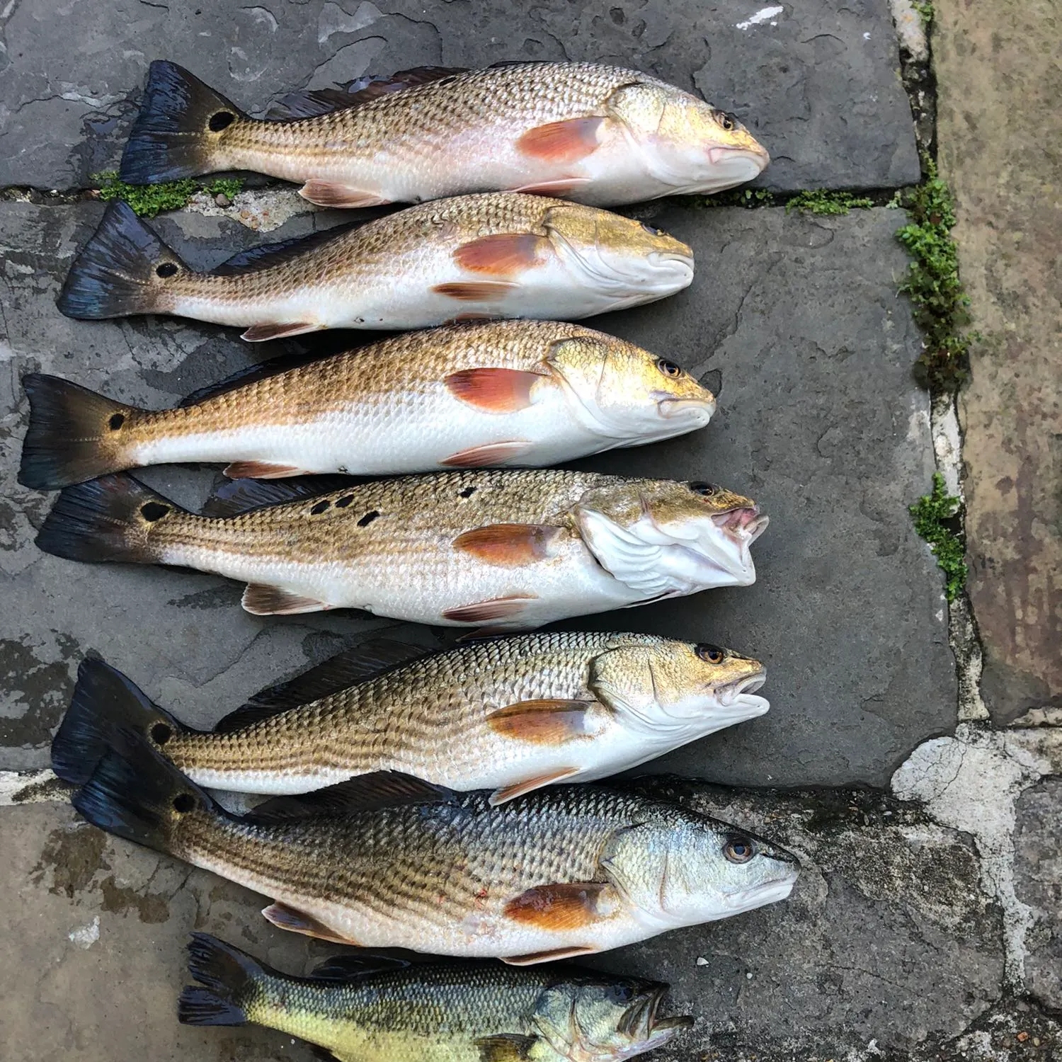 recently logged catches