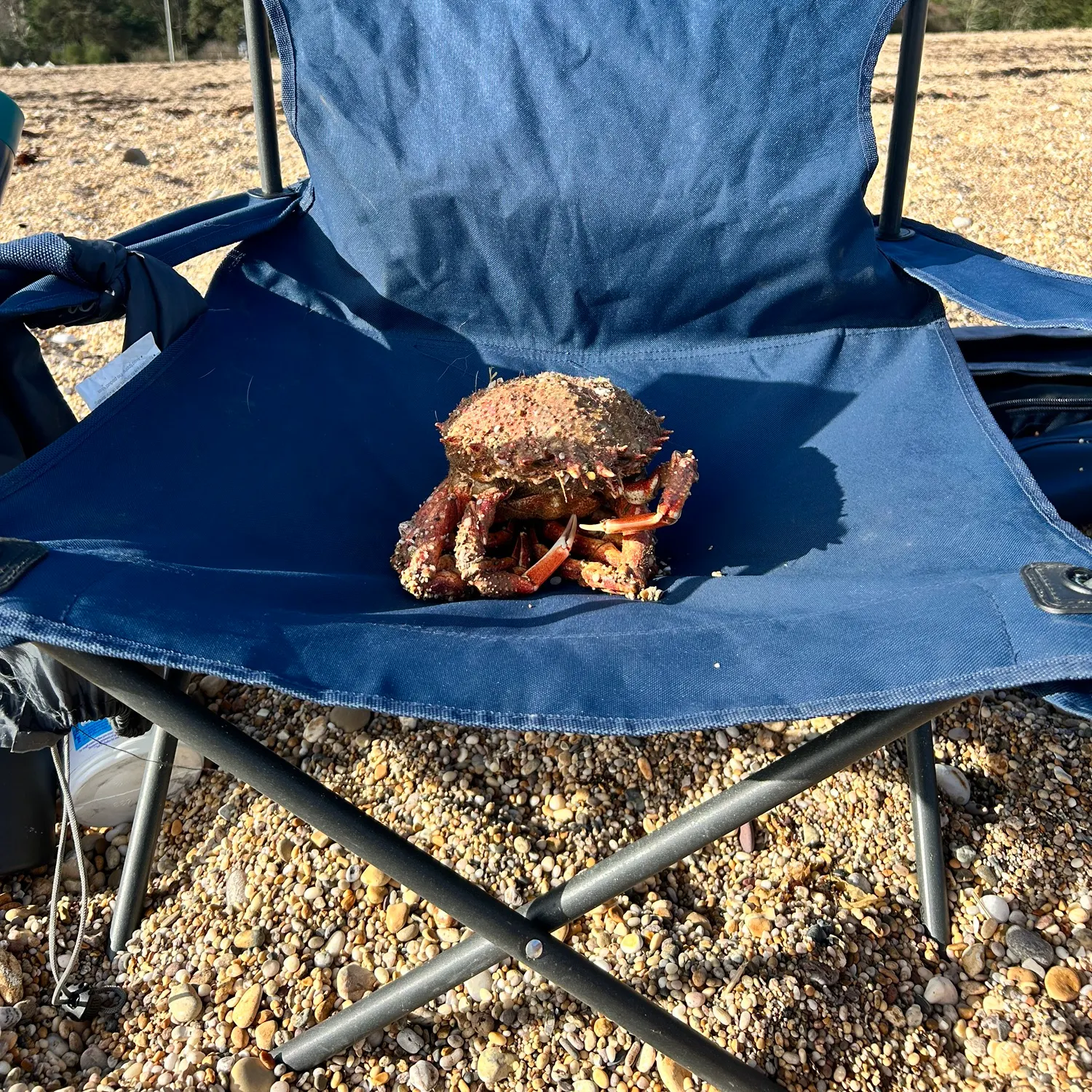 The most recent European spider crab catches on Fishbrain