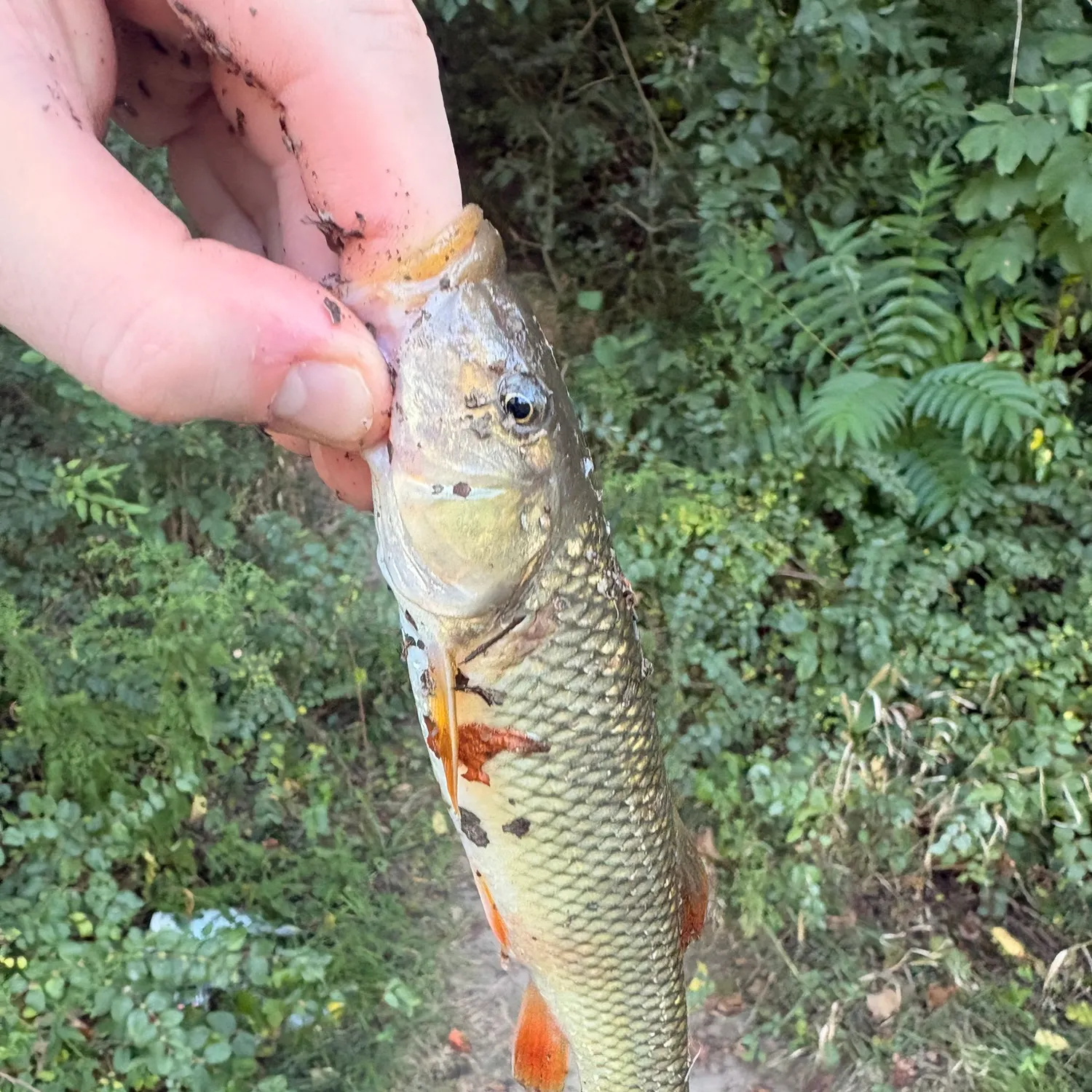 Common carp caught on Fishbrain