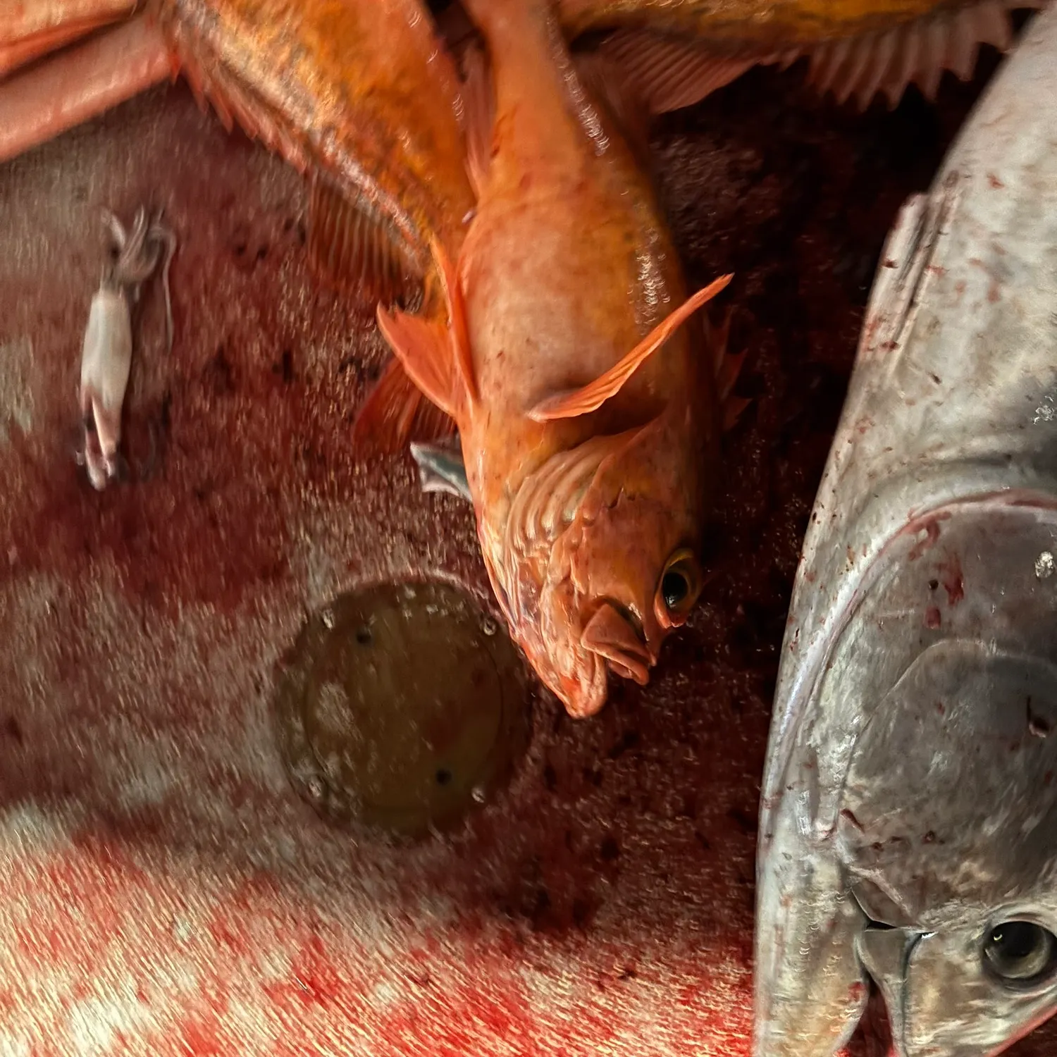 The most recent Atlantic ocean perch catches on Fishbrain