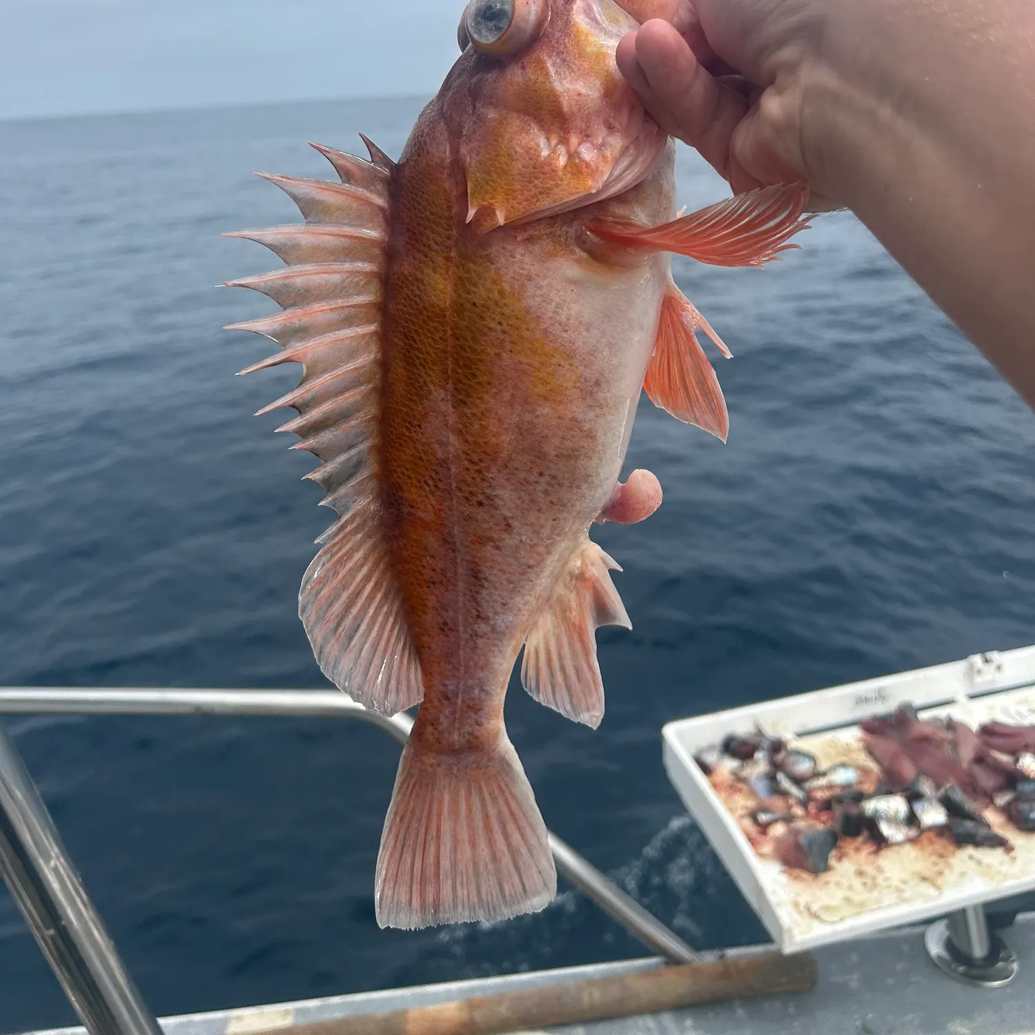 Copper rockfish caught on Fishbrain
