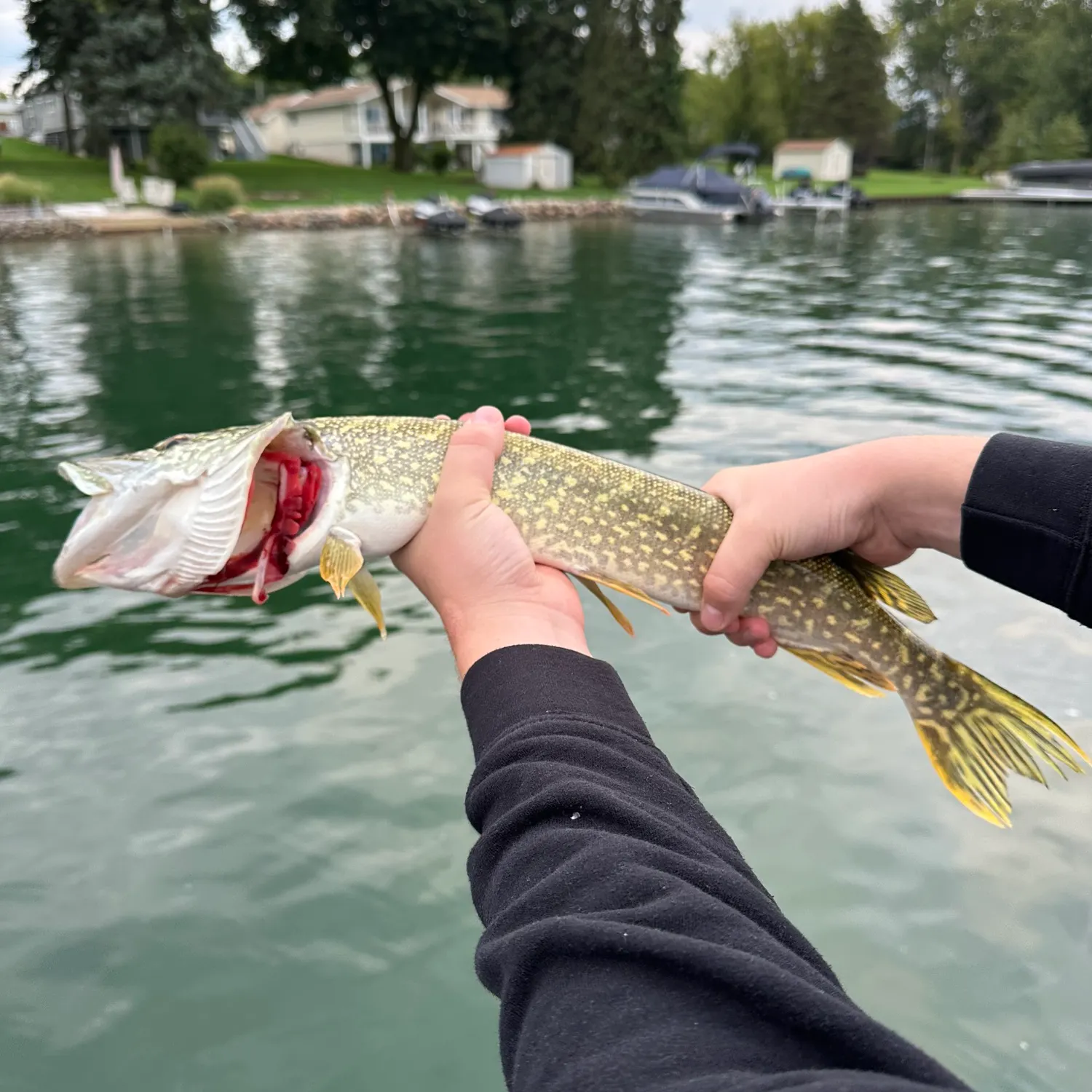 Northern pike caught on Fishbrain