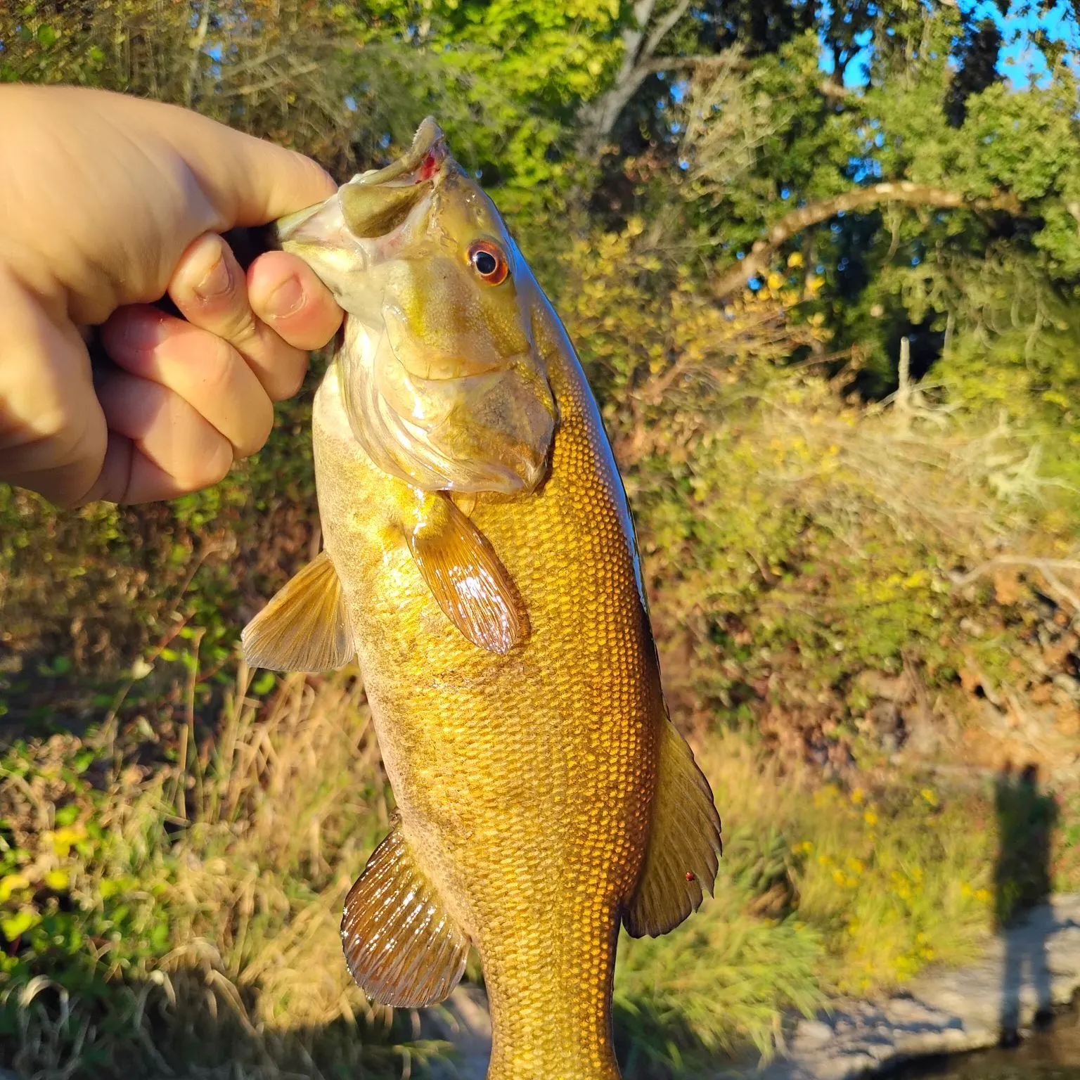 Smallmouth bass caught on Fishbrain