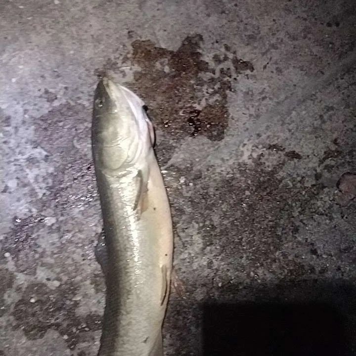 Eyetail bowfin caught on Fishbrain