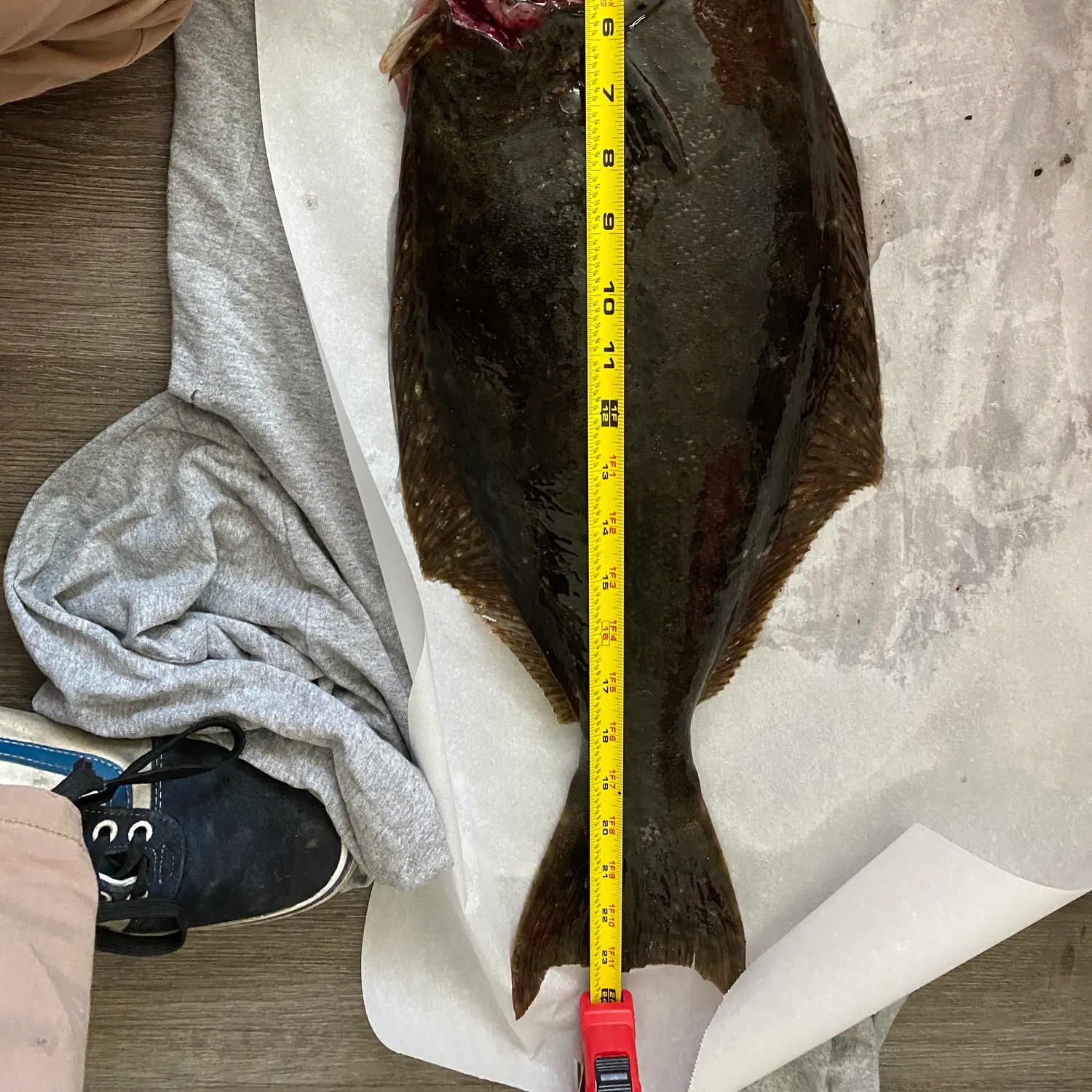 The most recent Pacific halibut catches on Fishbrain