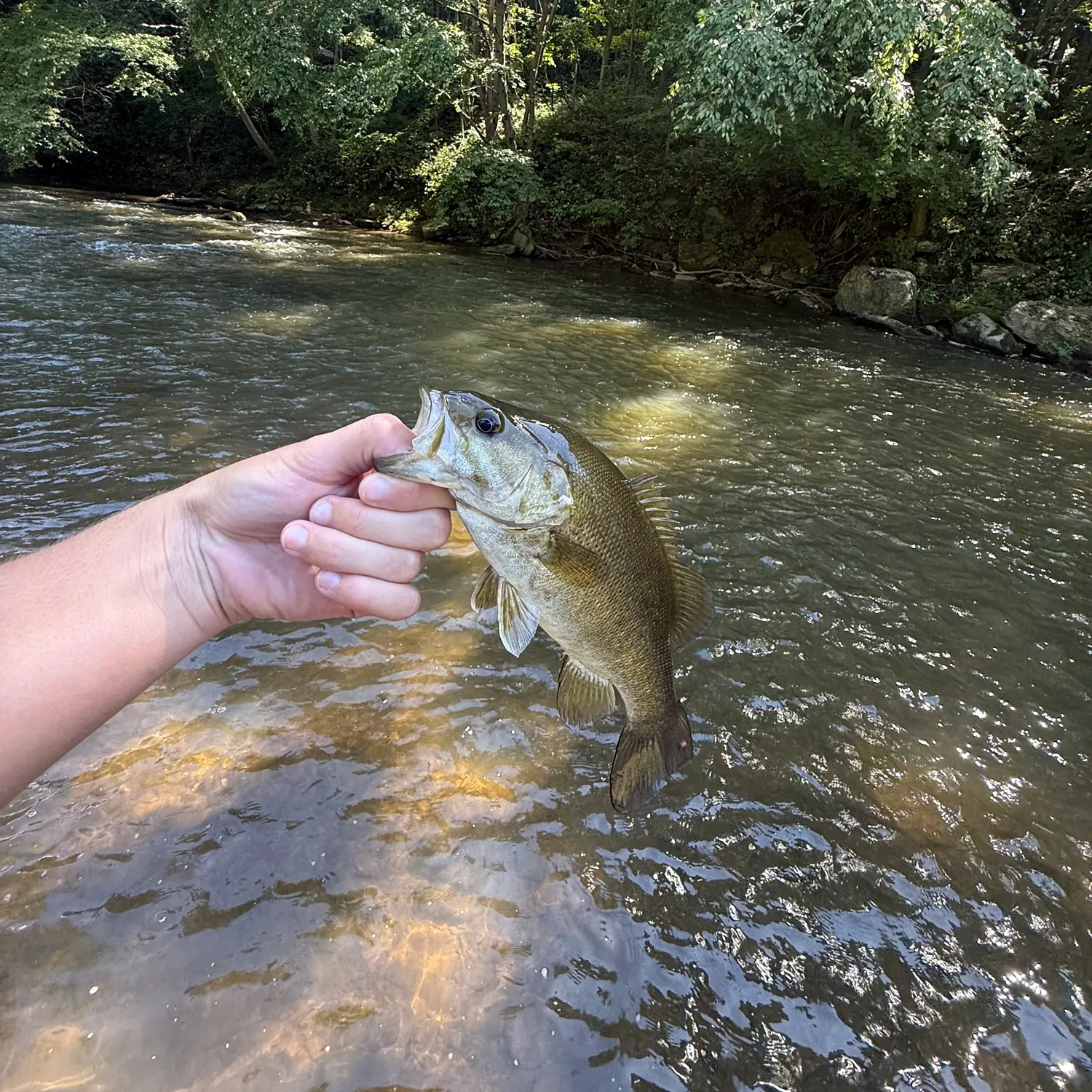 Yellow perch caught on Fishbrain